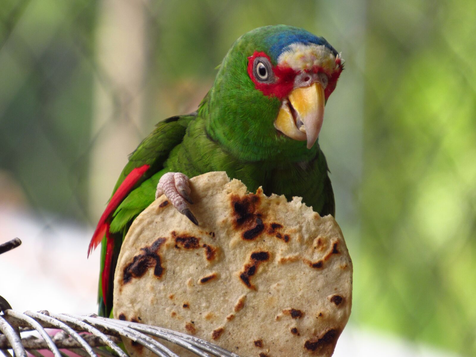 Canon PowerShot SX520 HS sample photo. Parrot, tortilla, nature photography