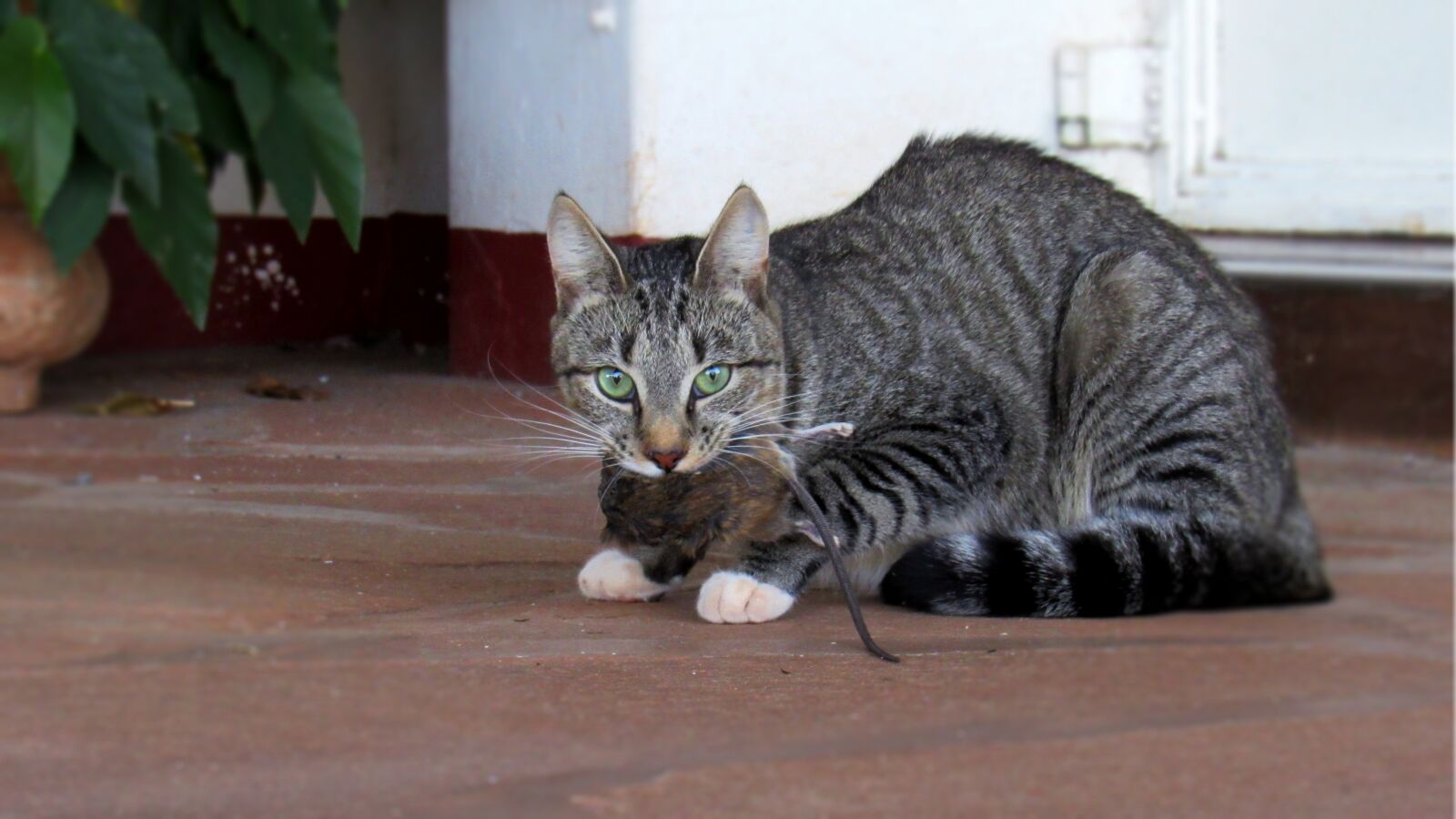 Canon PowerShot SX530 HS sample photo. Cat, feline, rat photography