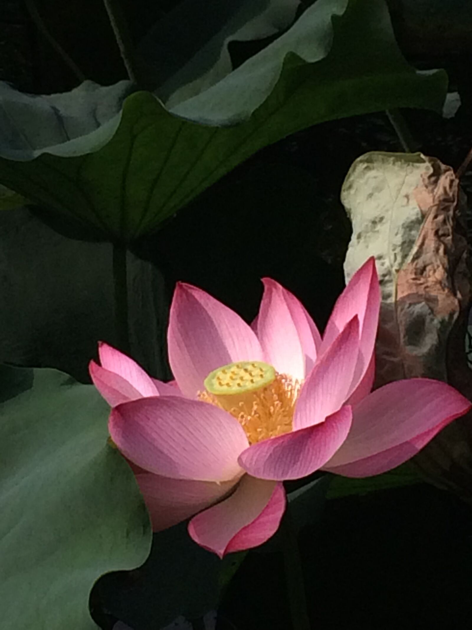 Apple iPhone 5s sample photo. Lotus flower, pink lotus photography