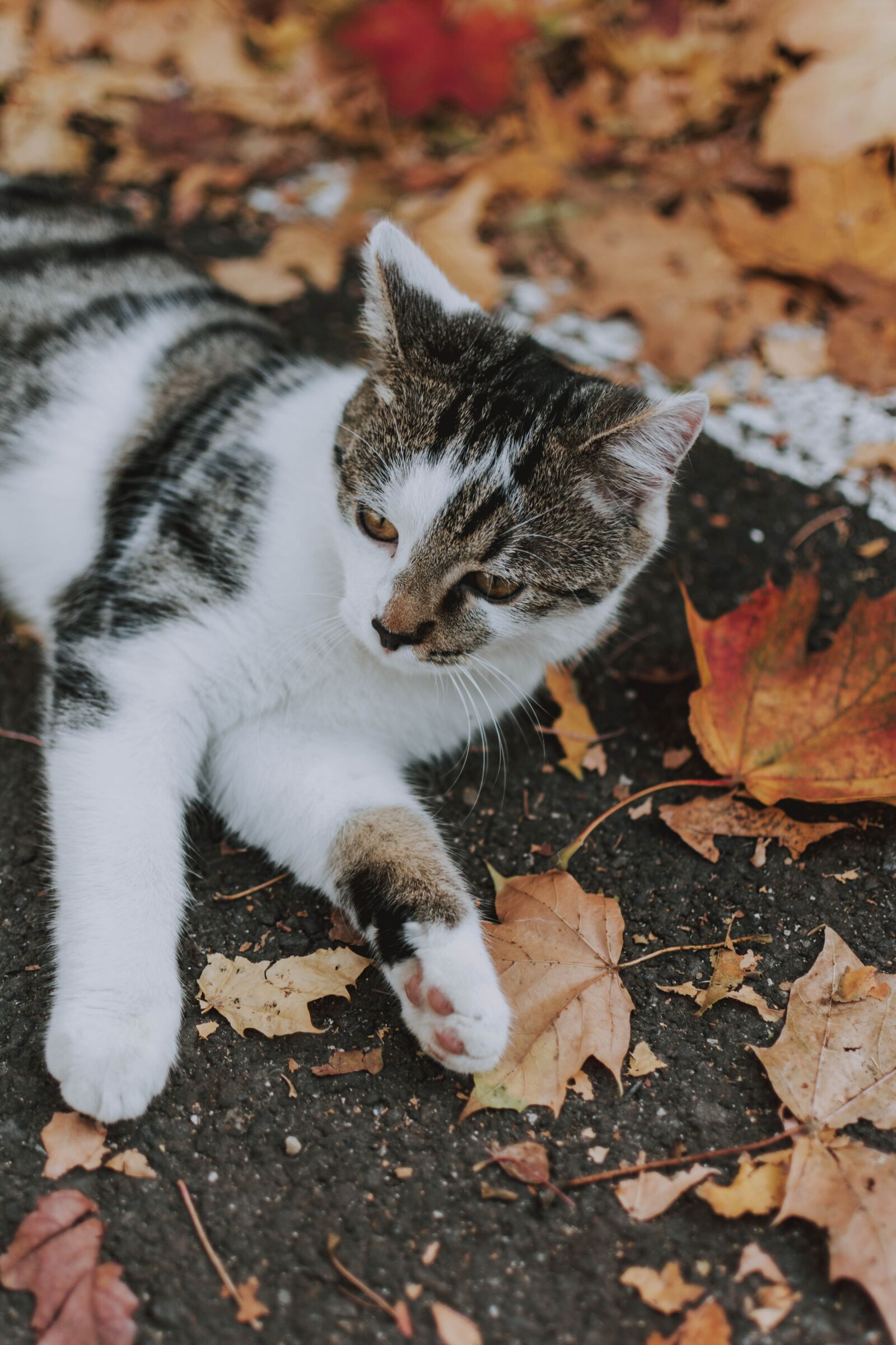 Nikon D5200 sample photo. Cat, leaves, nature photography