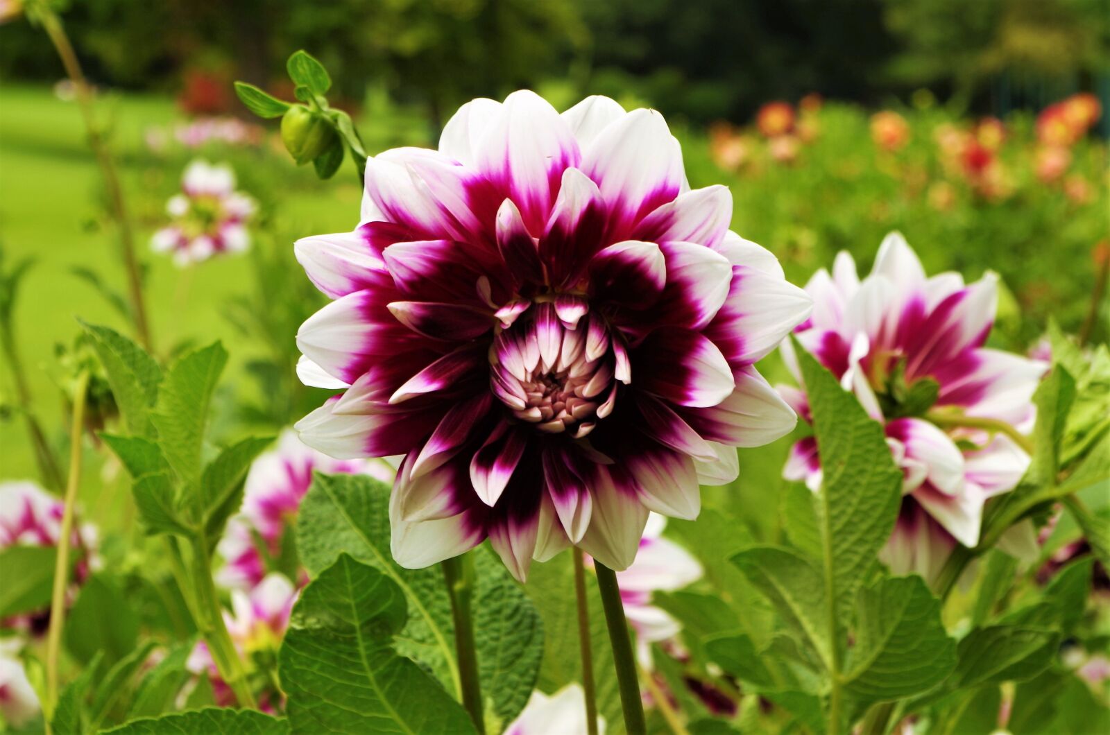 Pentax K-50 sample photo. Flower, dalia photography