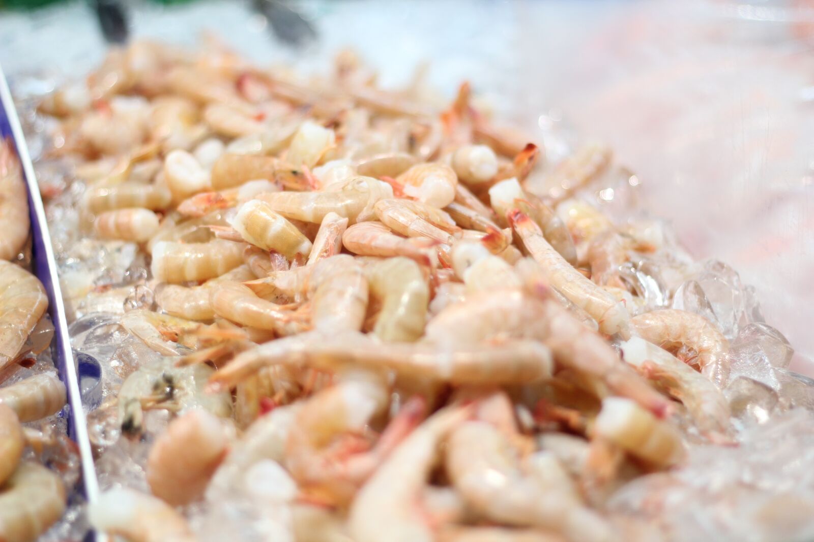 Canon EOS 550D (EOS Rebel T2i / EOS Kiss X4) sample photo. Food, meal, refreshment photography