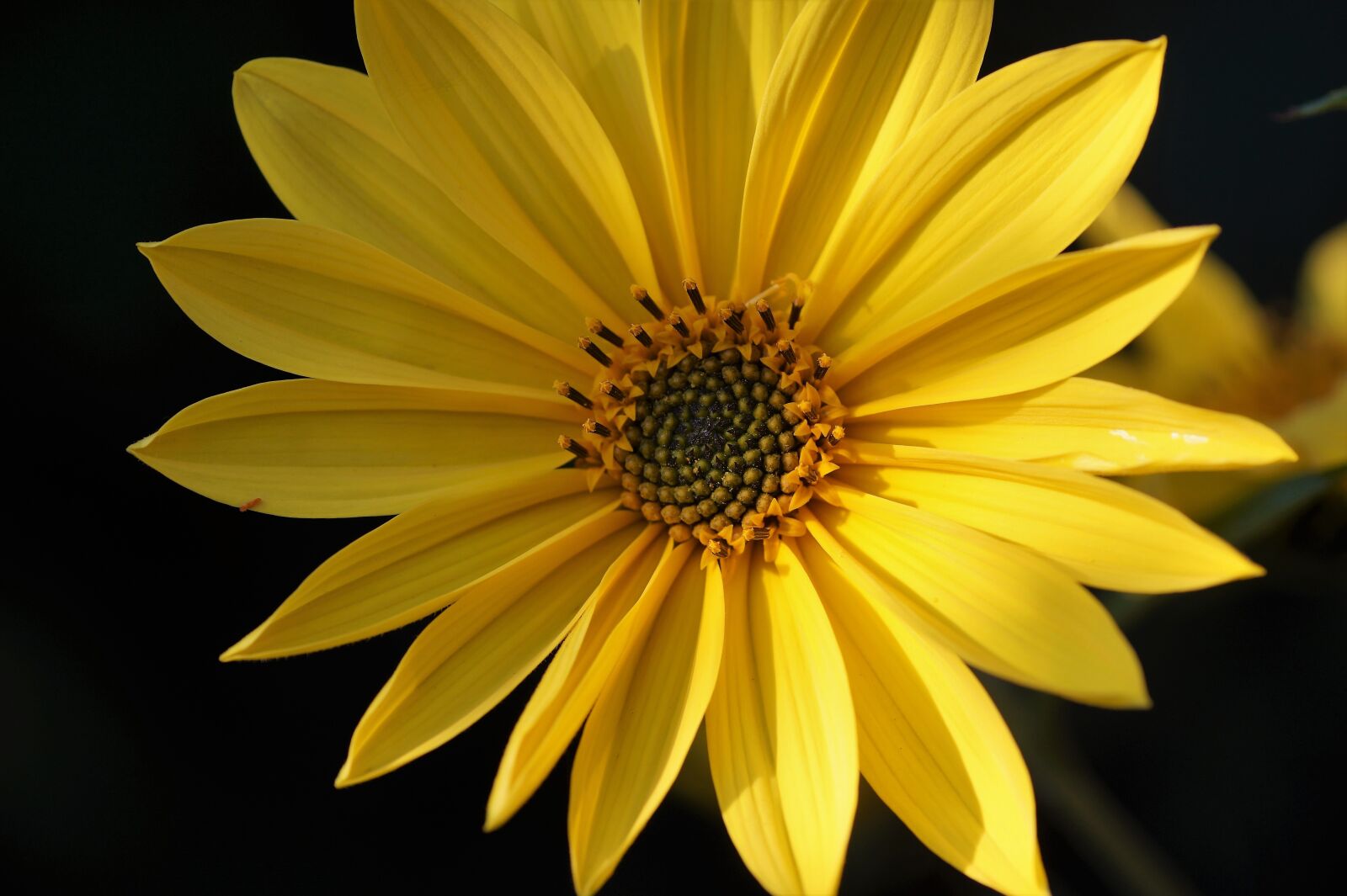 Sony SLT-A58 sample photo. Jerusalem artichoke, small, sunflower photography
