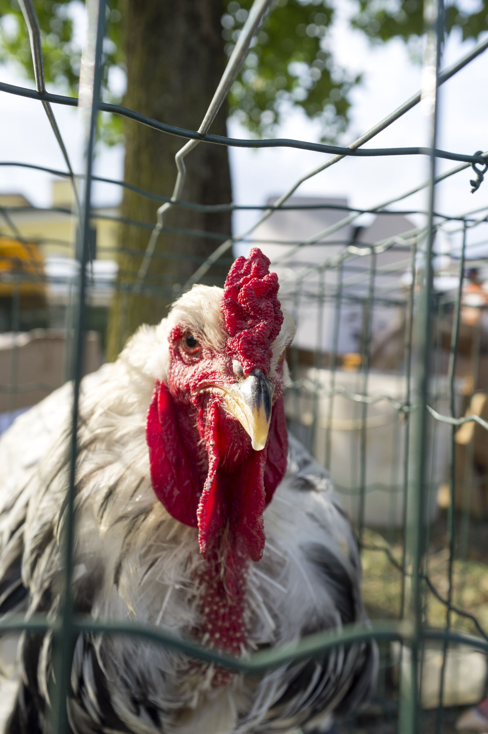 Fujifilm FinePix X100 sample photo. Hen, red, plumage photography