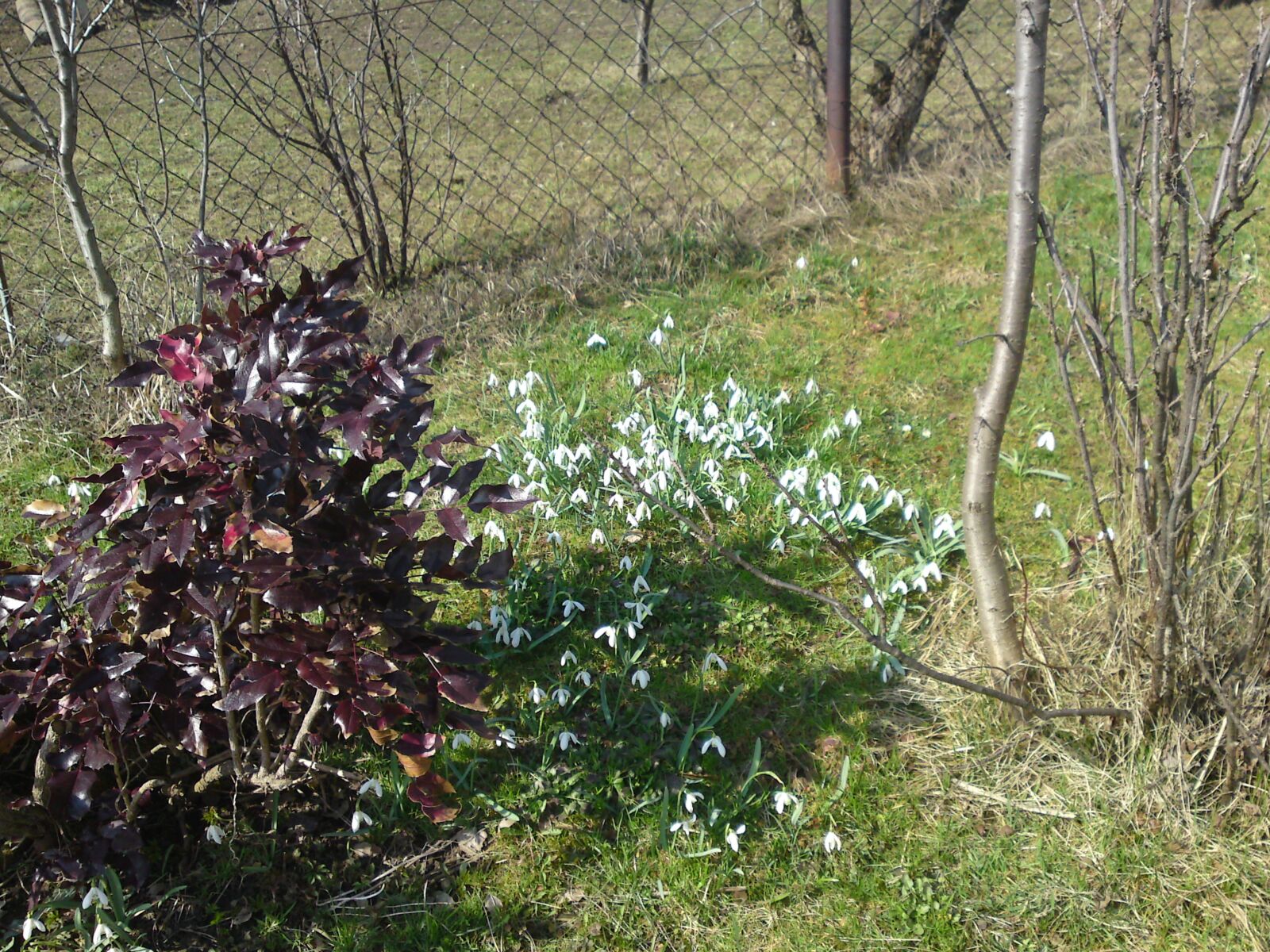 Sony Ericsson C905 sample photo. Snežienky, garden, spring photography