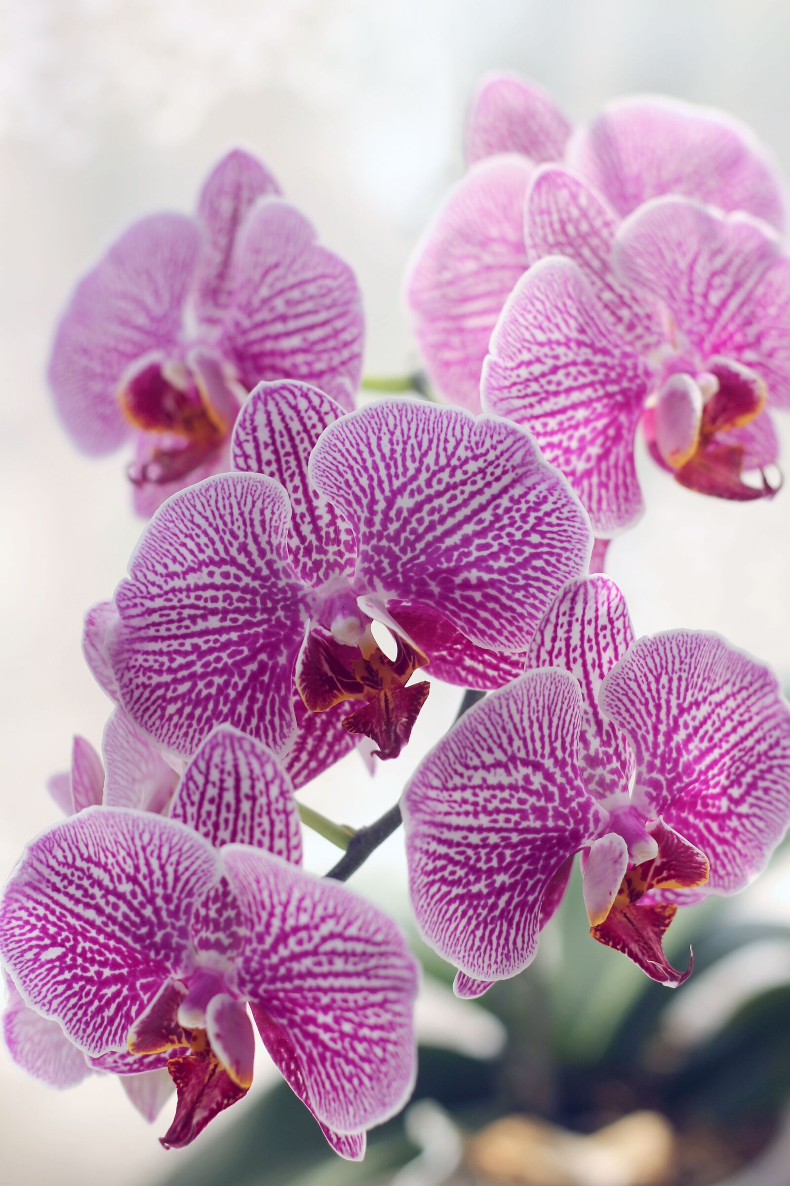 Canon EOS 1100D (EOS Rebel T3 / EOS Kiss X50) + Canon EF 50mm F1.8 II sample photo. Flower, orchid, beautiful flower photography