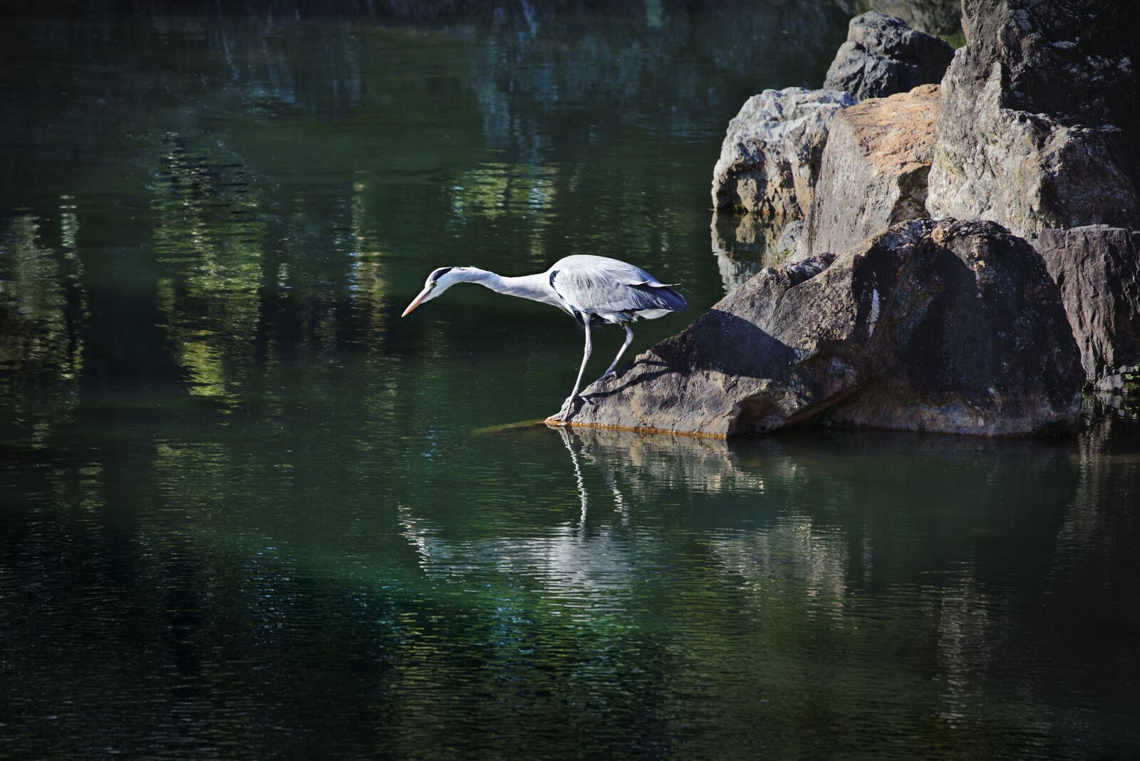 Canon EOS 6D sample photo. Japan, pond, grey heron photography