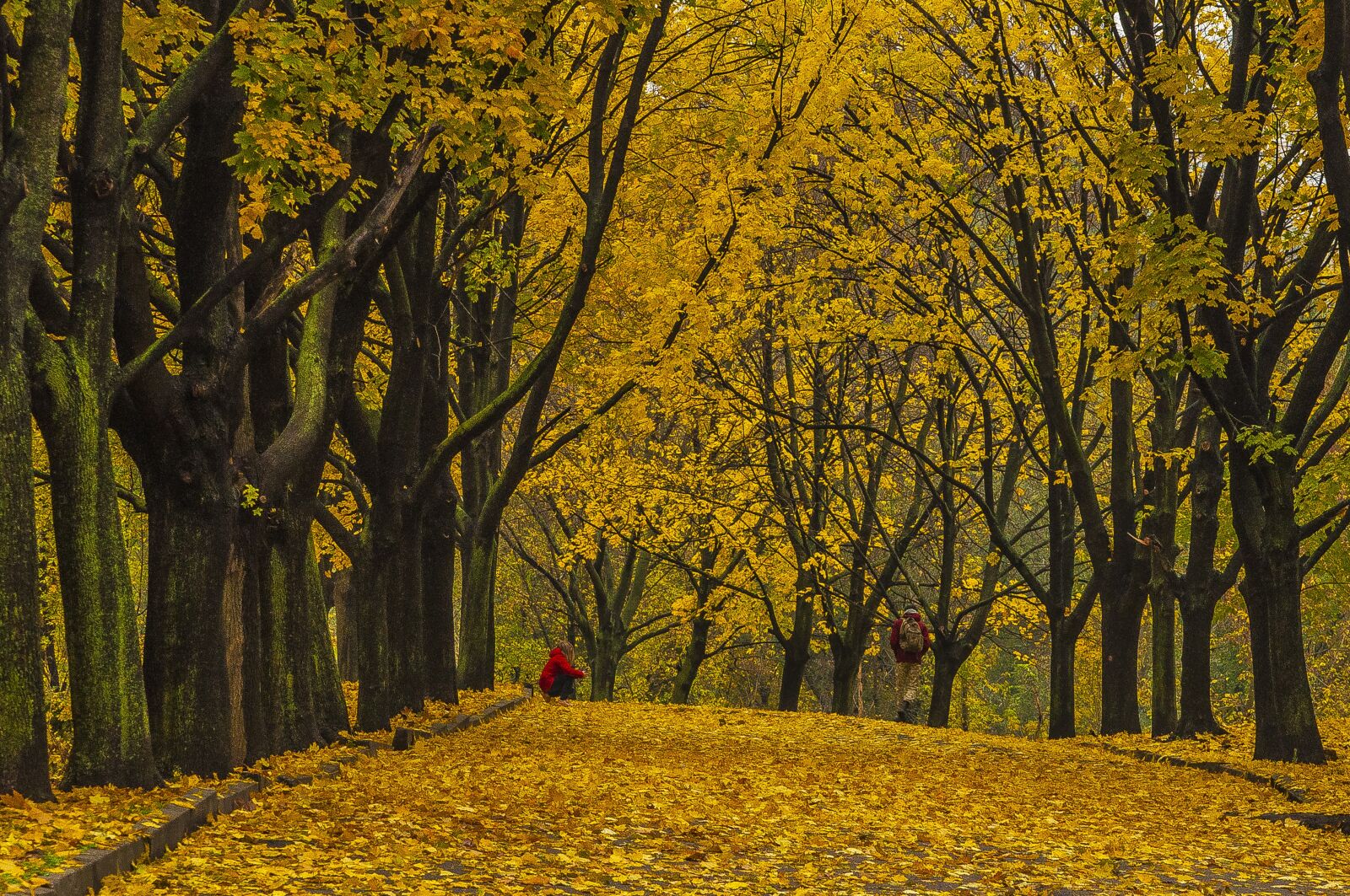 Nikon D90 sample photo. Autumn, photo session, leaves photography