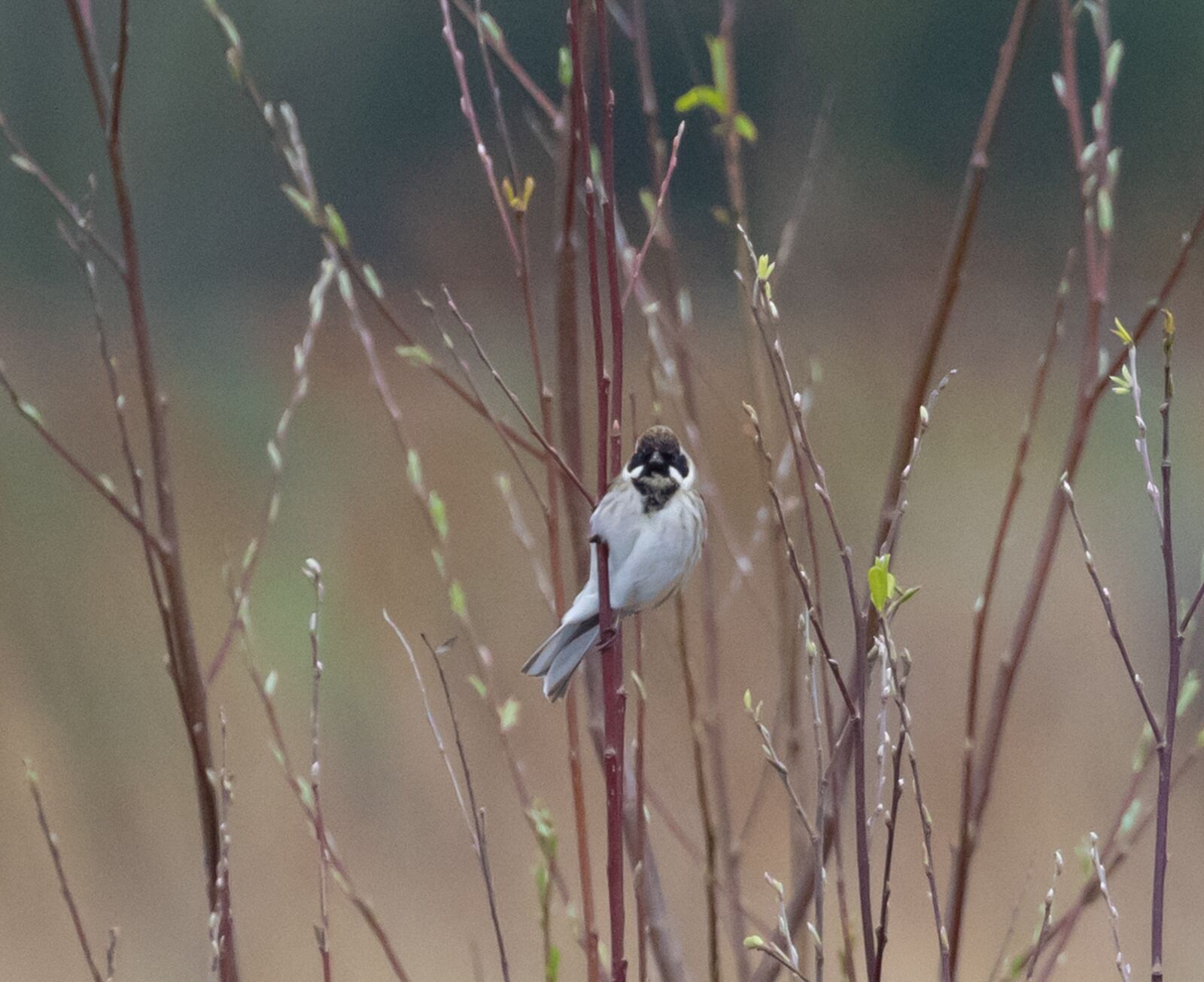 Canon EOS 7D Mark II + Canon EF 100-400mm F4.5-5.6L IS II USM sample photo. Male reed bunting, reed photography
