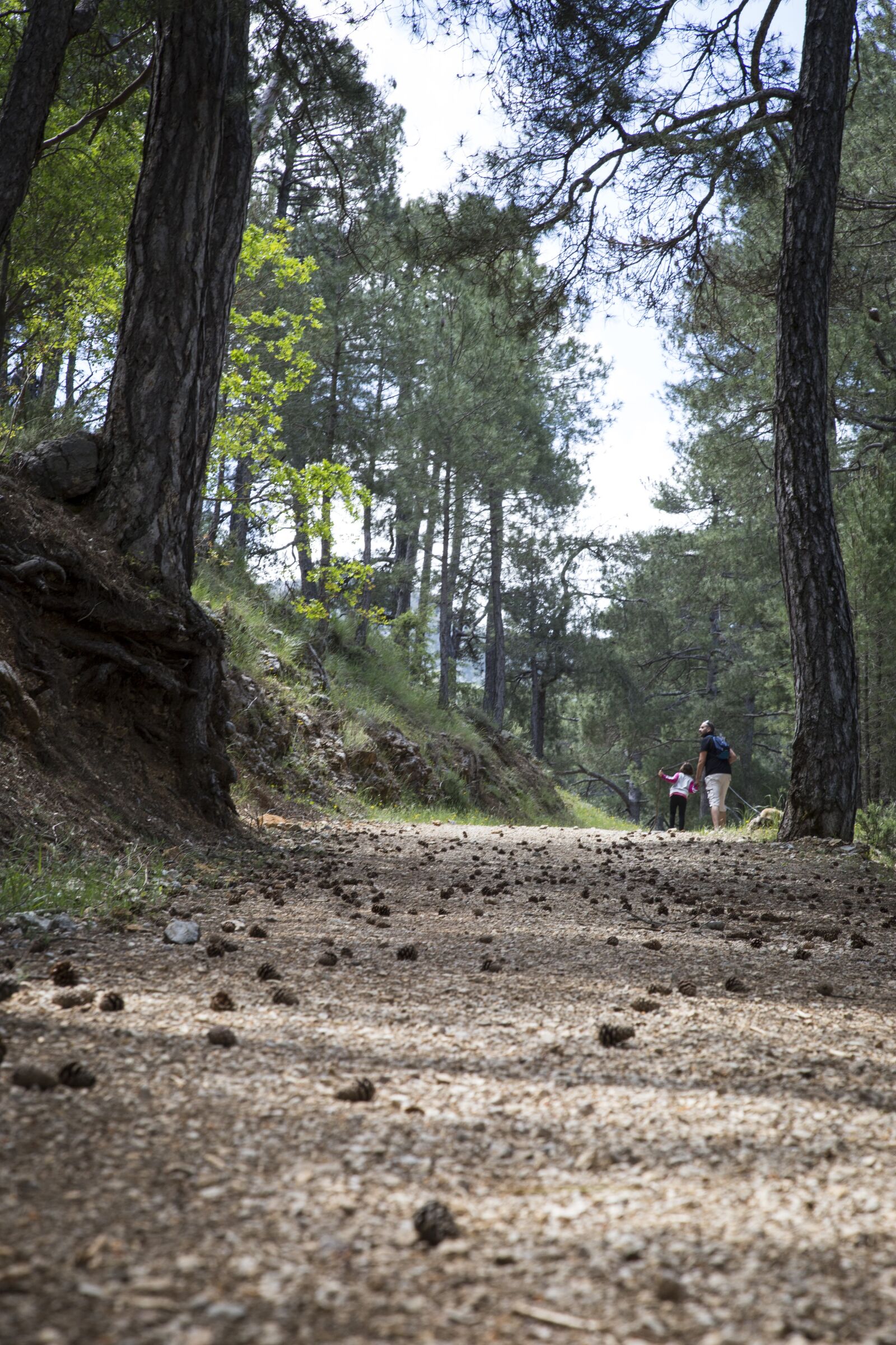 Canon EOS 6D + Canon EF 24-105mm F4L IS USM sample photo. Path, mountain, walk photography