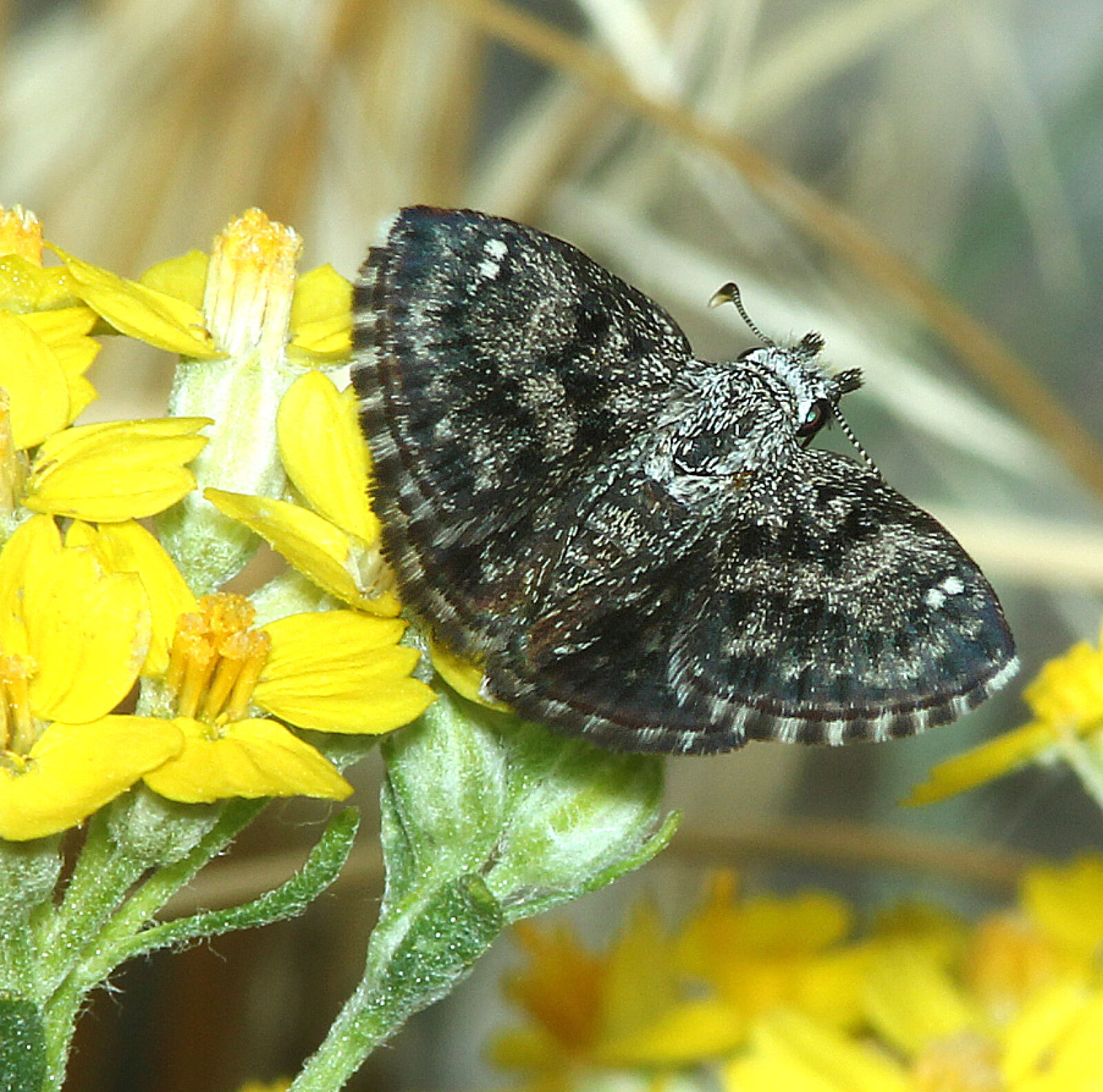 Canon EF 300mm F4L IS USM sample photo
