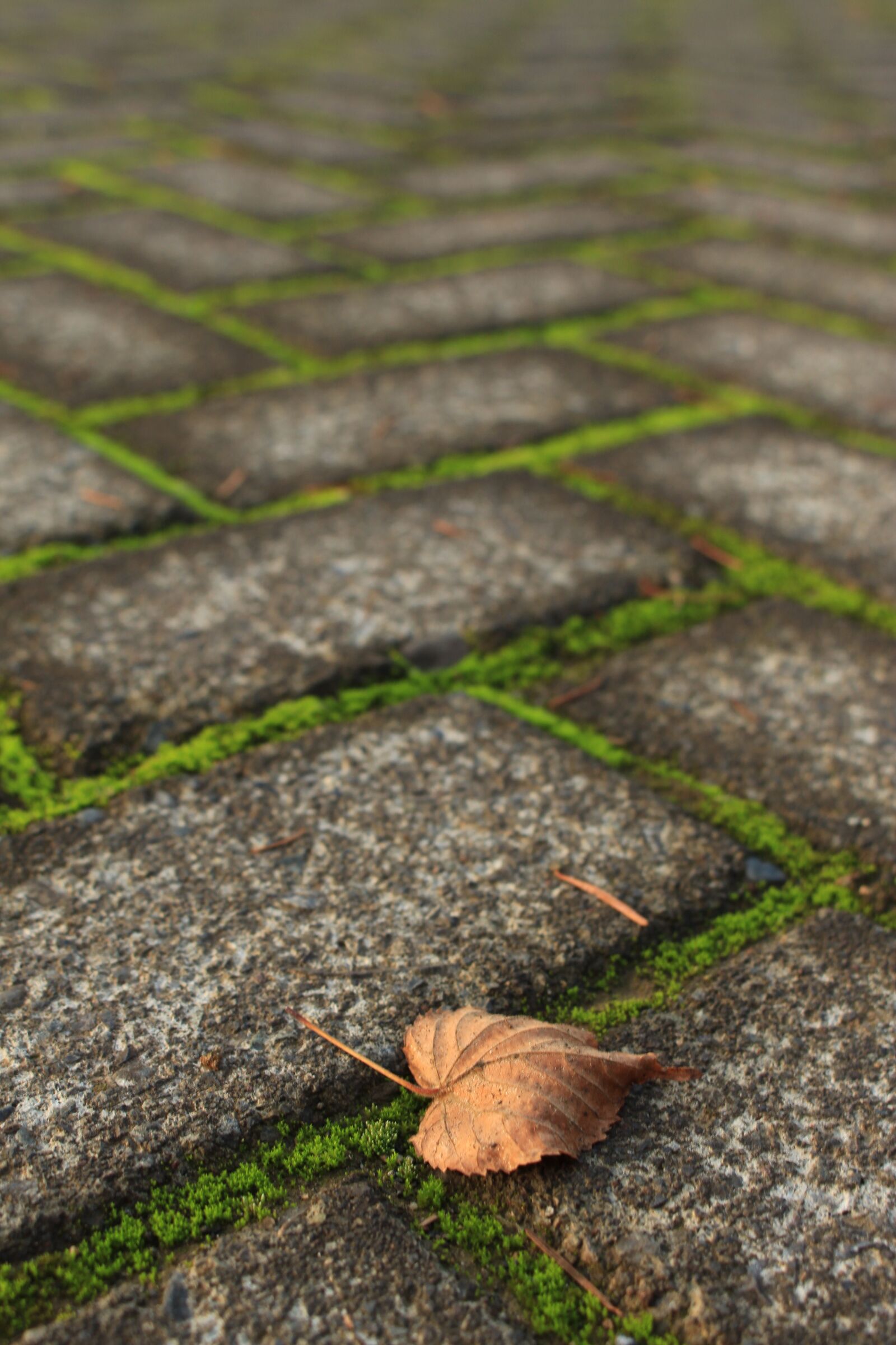 Canon EOS 700D (EOS Rebel T5i / EOS Kiss X7i) + Canon EF-S 18-55mm F3.5-5.6 IS STM sample photo. Leaf, ground, blocks photography