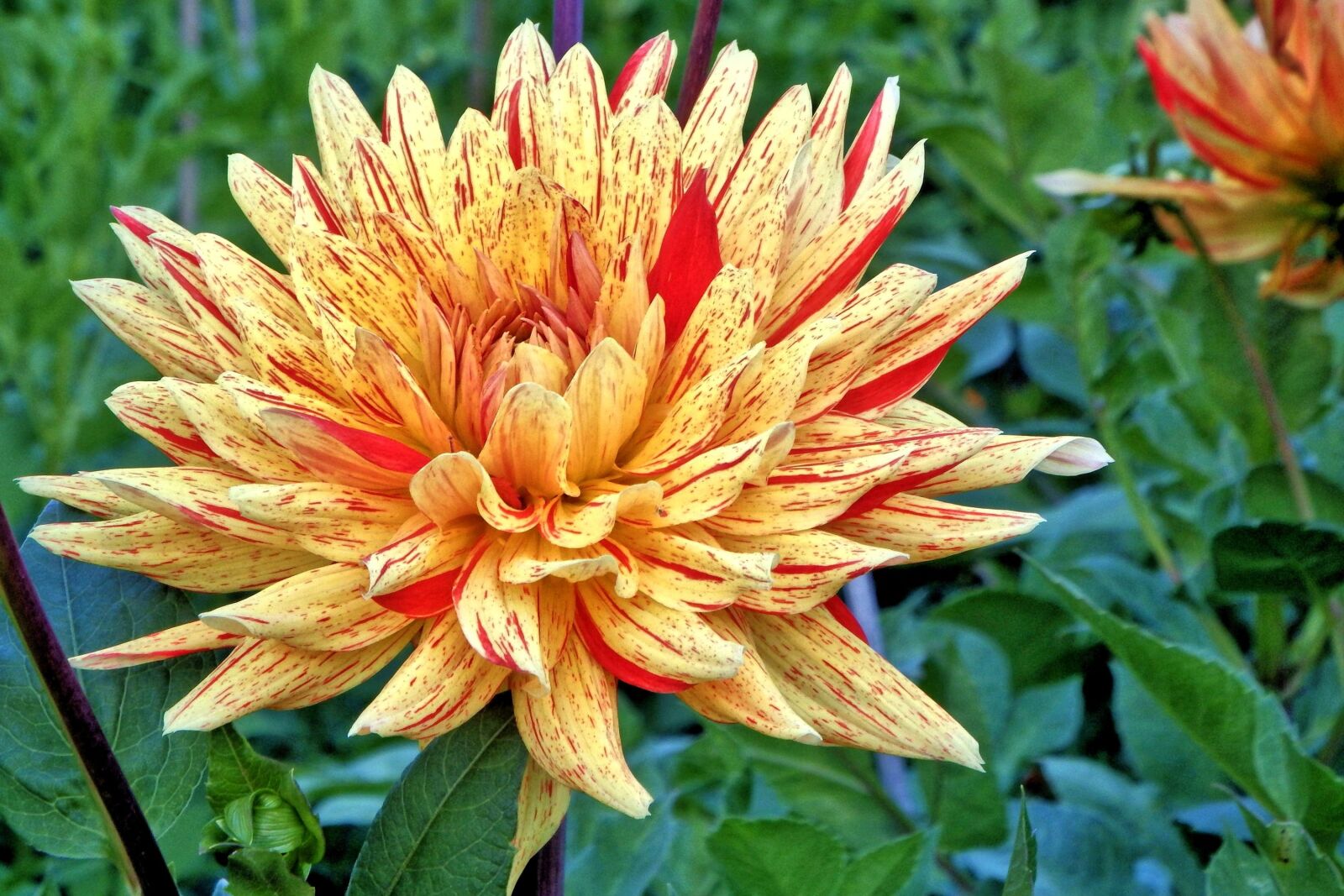 Fujifilm FinePix SL1000 sample photo. Dahlia, georgine, composites photography