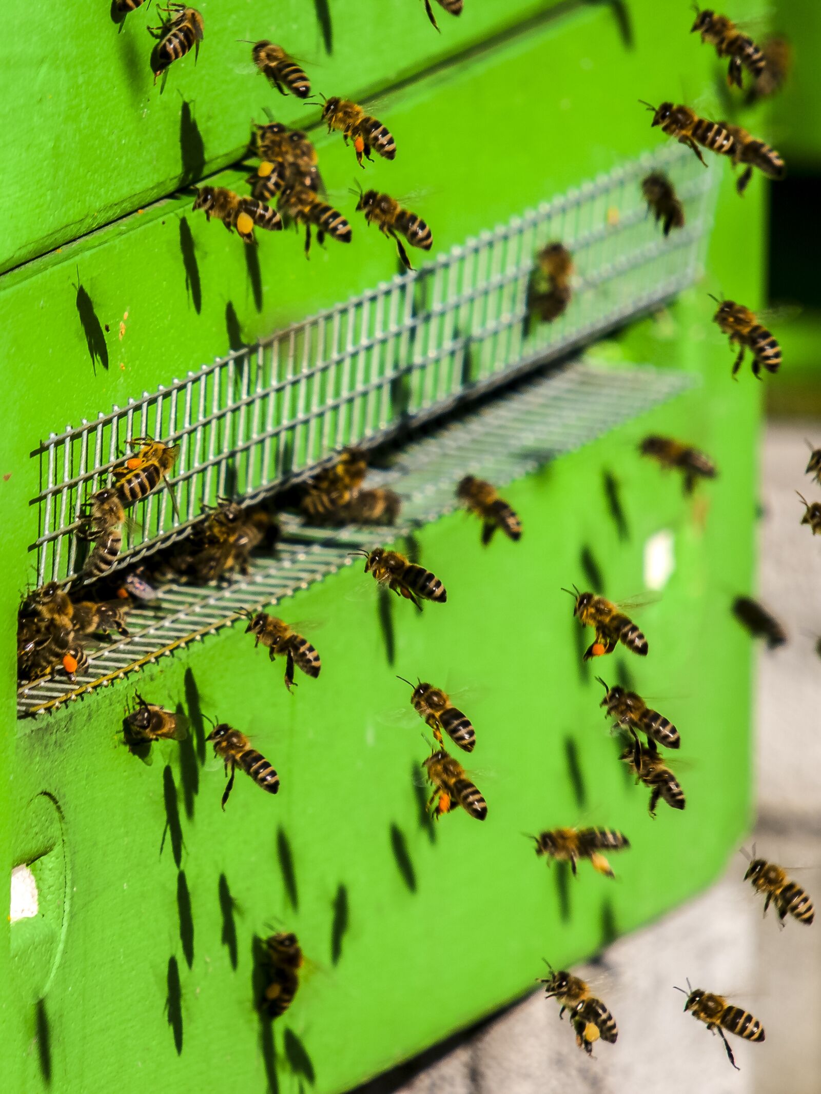 Olympus E-3 sample photo. Bee, honey bee, insect photography