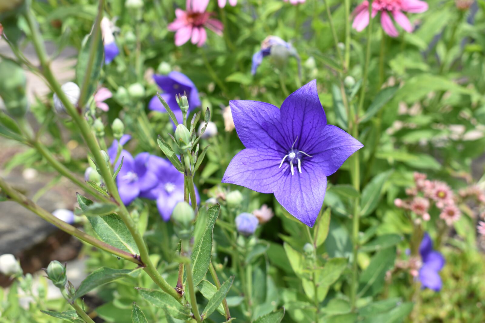 Nikon D3400 sample photo. Flower, garden, summer photography