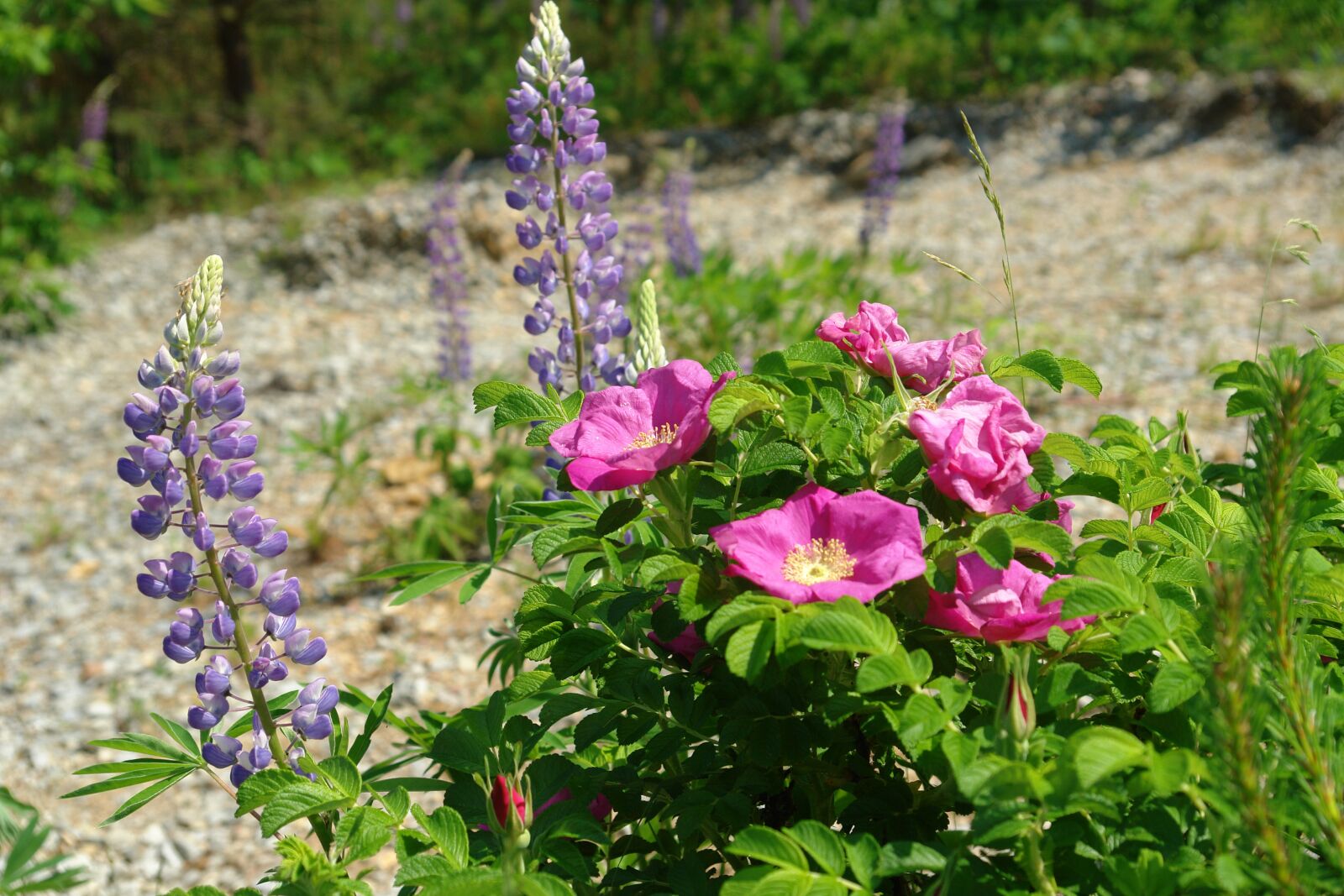 Sony DSC-R1 sample photo. Flowers, lupine, rose hip photography