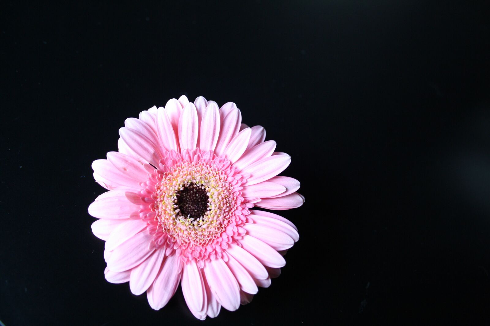 Canon EOS 1000D (EOS Digital Rebel XS / EOS Kiss F) sample photo. Flower, pink, blossom photography