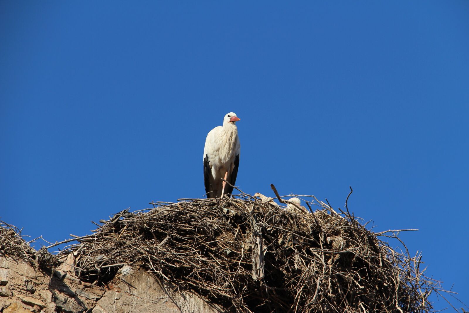 Canon EOS 100D (EOS Rebel SL1 / EOS Kiss X7) sample photo. White storks, african bird photography