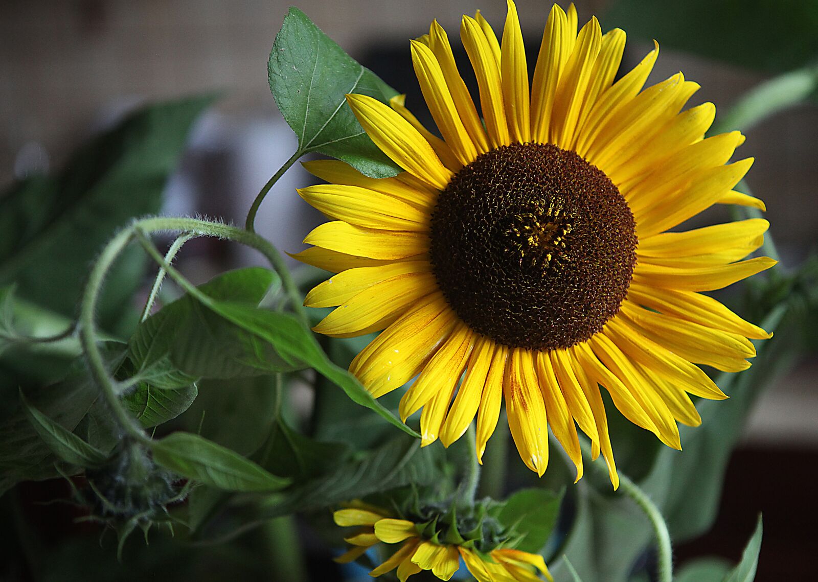 Canon EOS 5D Mark II sample photo. Sunflowers, flowers, yellow flowers photography
