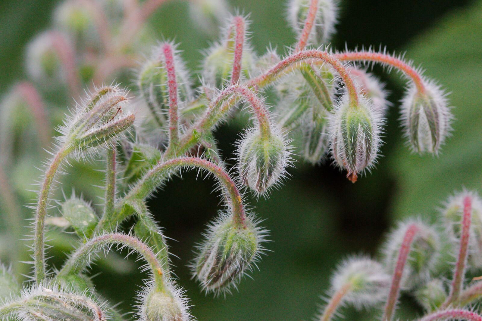 Canon EOS 70D sample photo. Nature, close up, plant photography