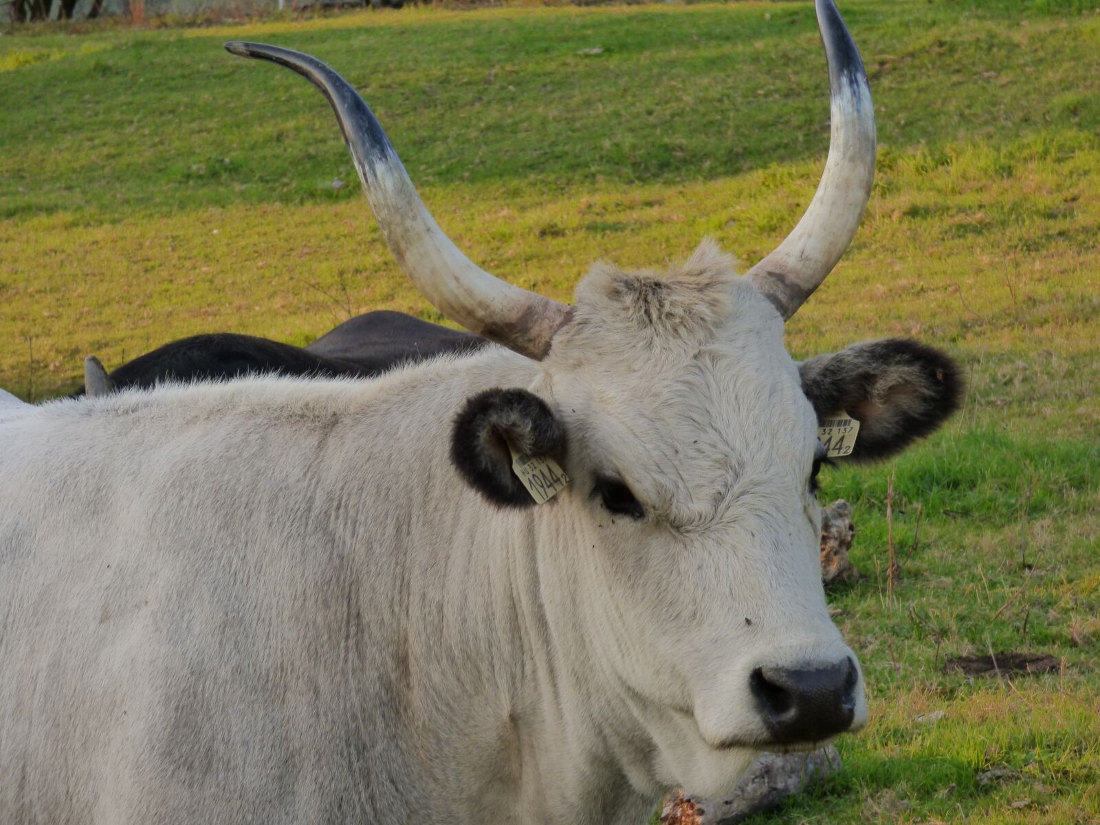 Panasonic DMC-FZ72 sample photo. Cow, gray, by photography