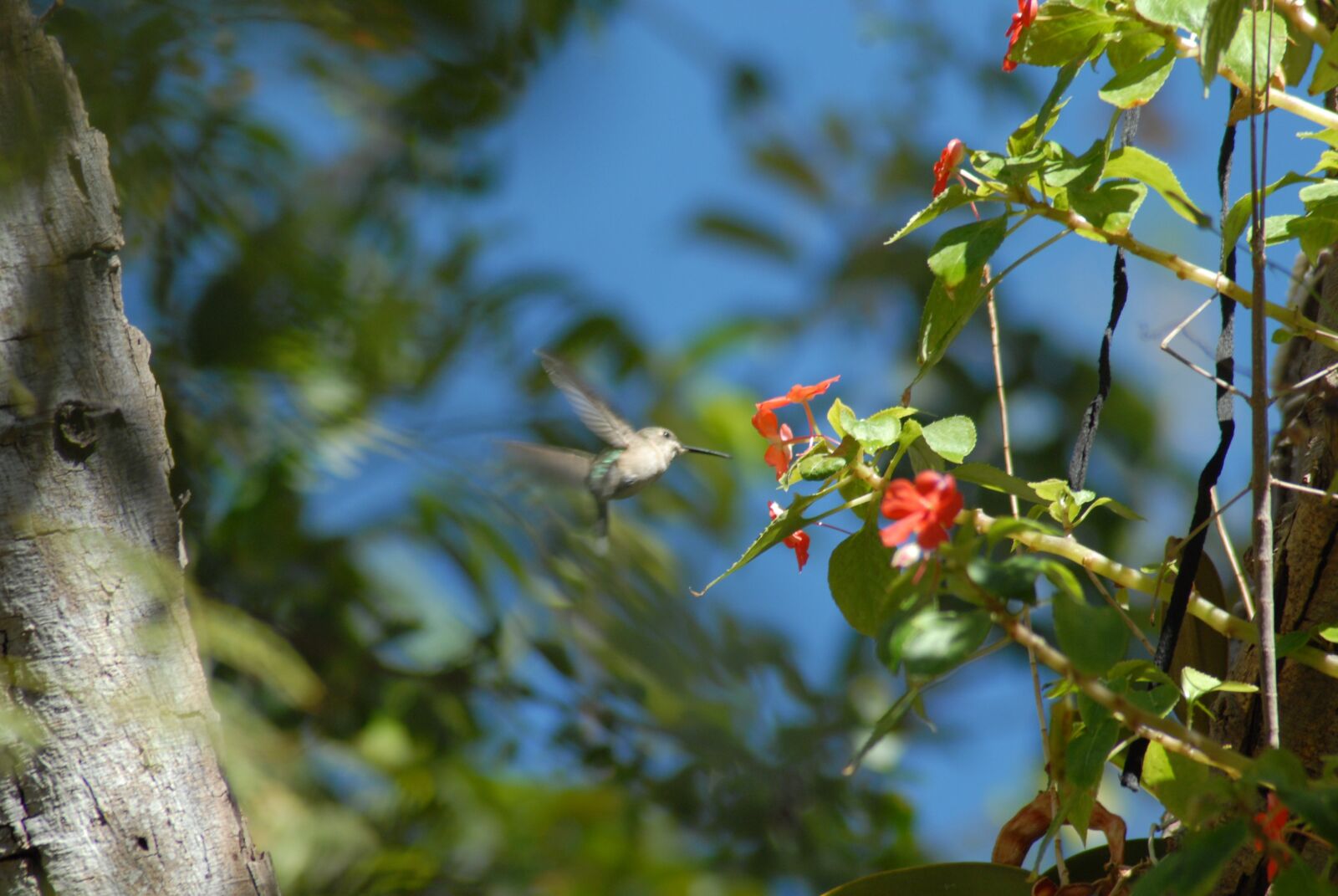 Nikon D200 sample photo. Hummingbird, flower, landscape photography