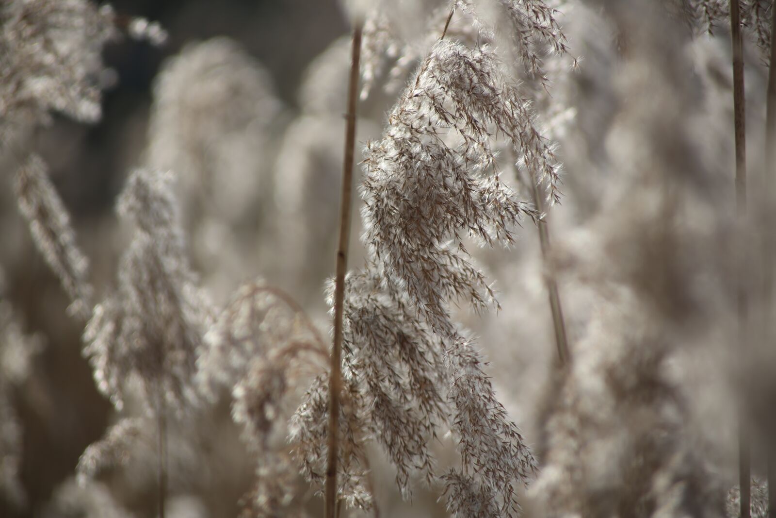 Canon EOS 5D Mark III + Canon EF 70-210mm f/4 sample photo. Frost, winter, snow photography