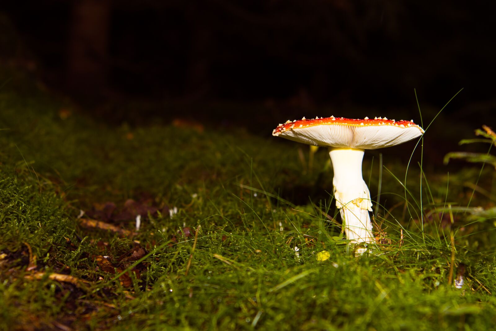 Nikon D7100 sample photo. Mushroom, nature, forest photography