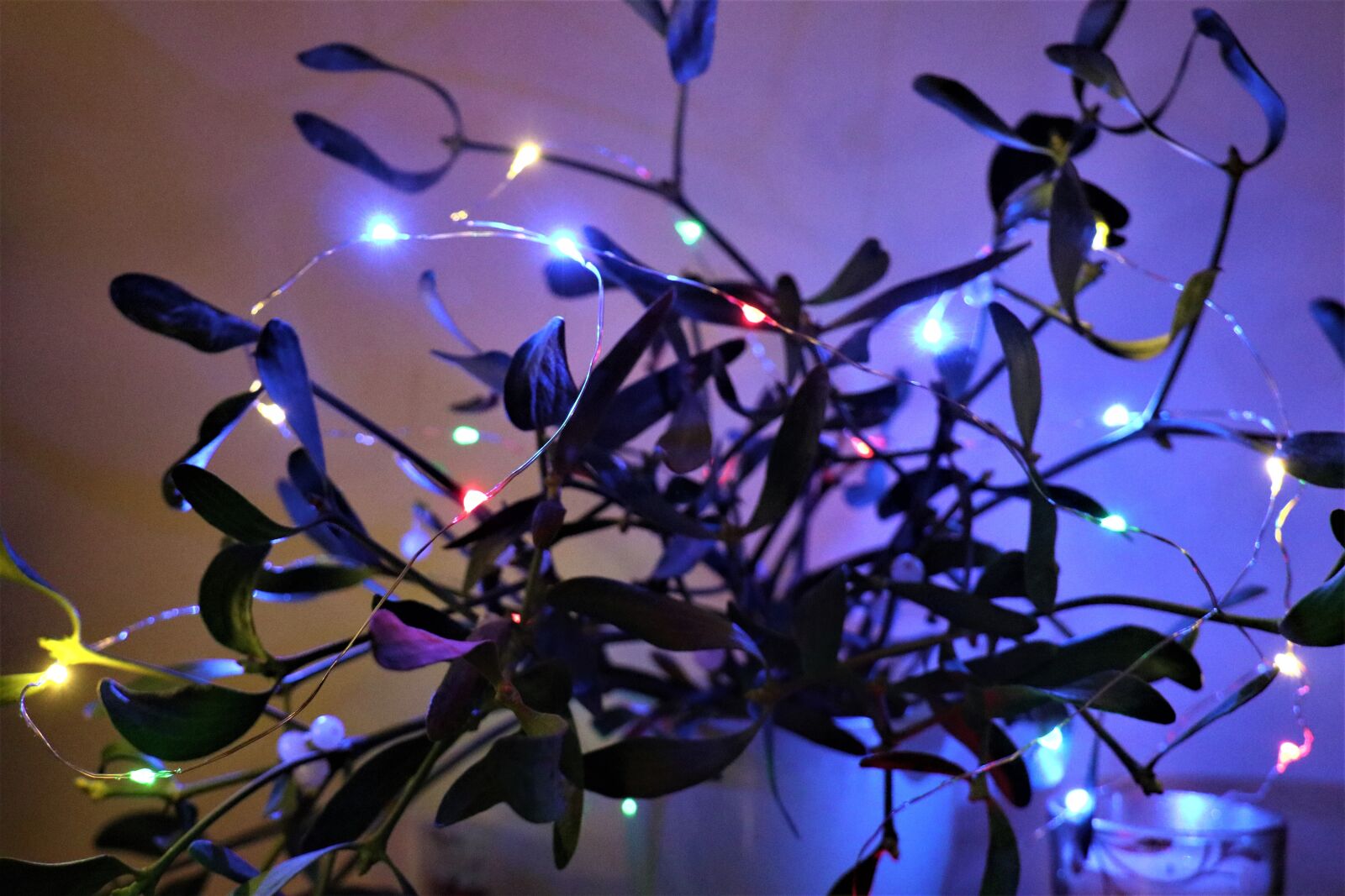 Canon EOS M6 sample photo. Mistletoe, holidays, green photography
