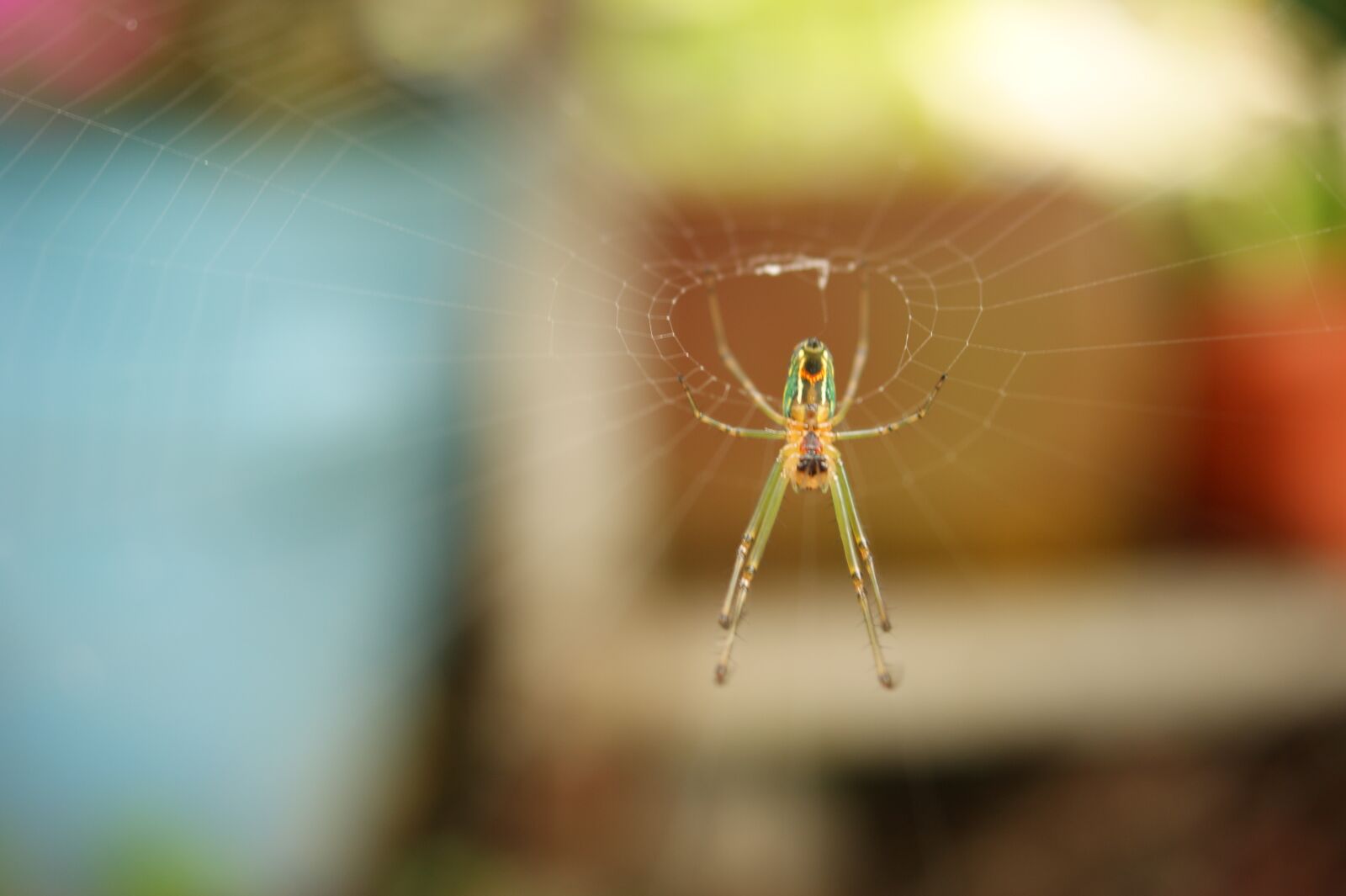 Sony Alpha DSLR-A390 sample photo. Insects, thebaid, quindio photography