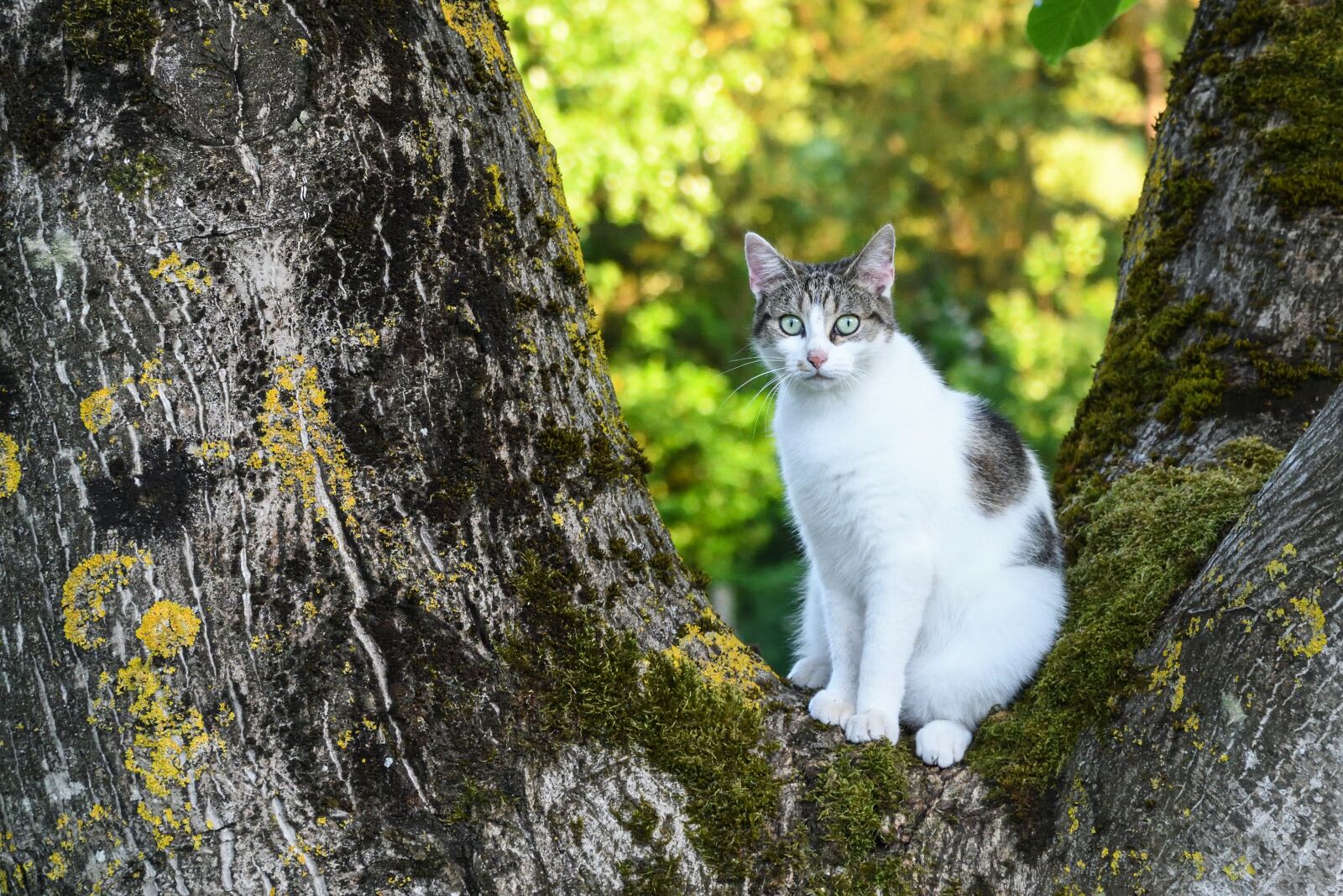 Nikon D500 sample photo. Cat, tree, green photography