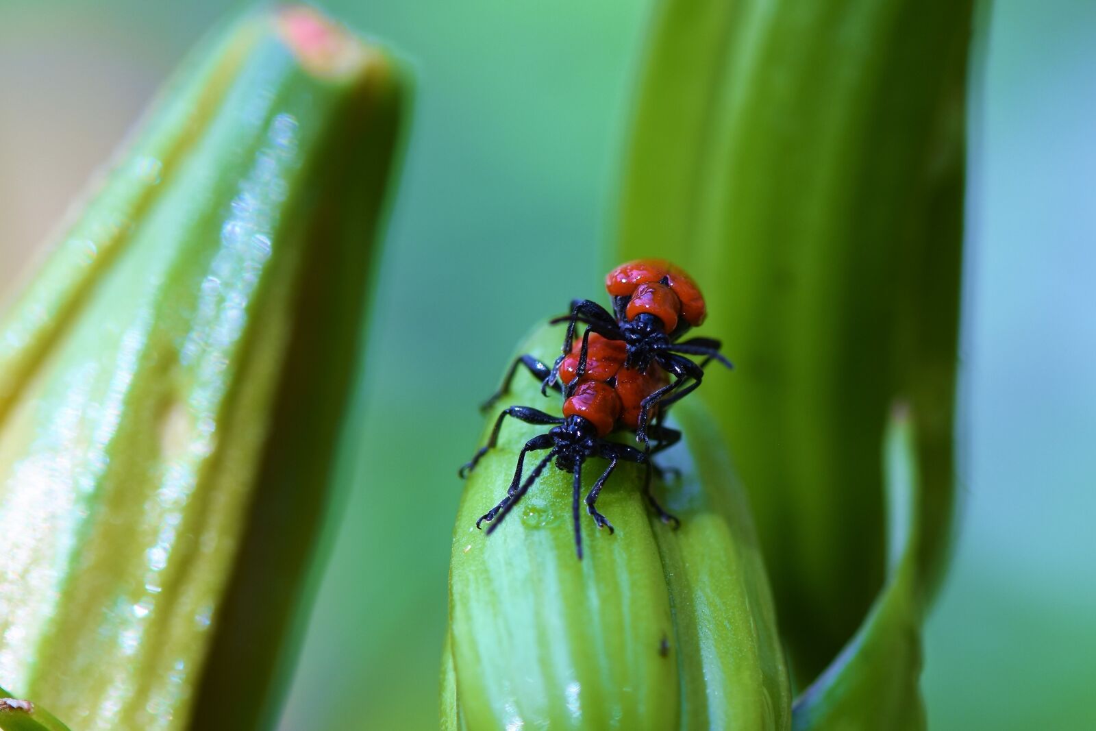 Nikon D7200 sample photo. Macro, insect photography