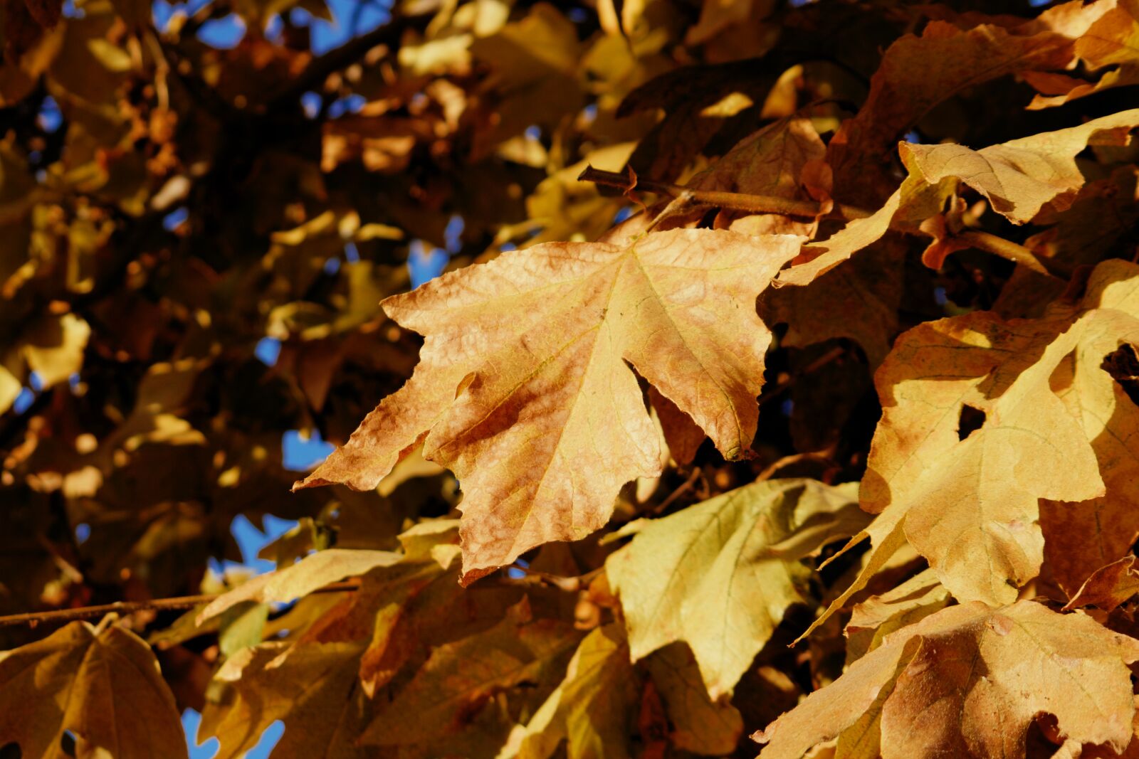 Canon EOS 750D (EOS Rebel T6i / EOS Kiss X8i) sample photo. Fall, leaves, autumn photography