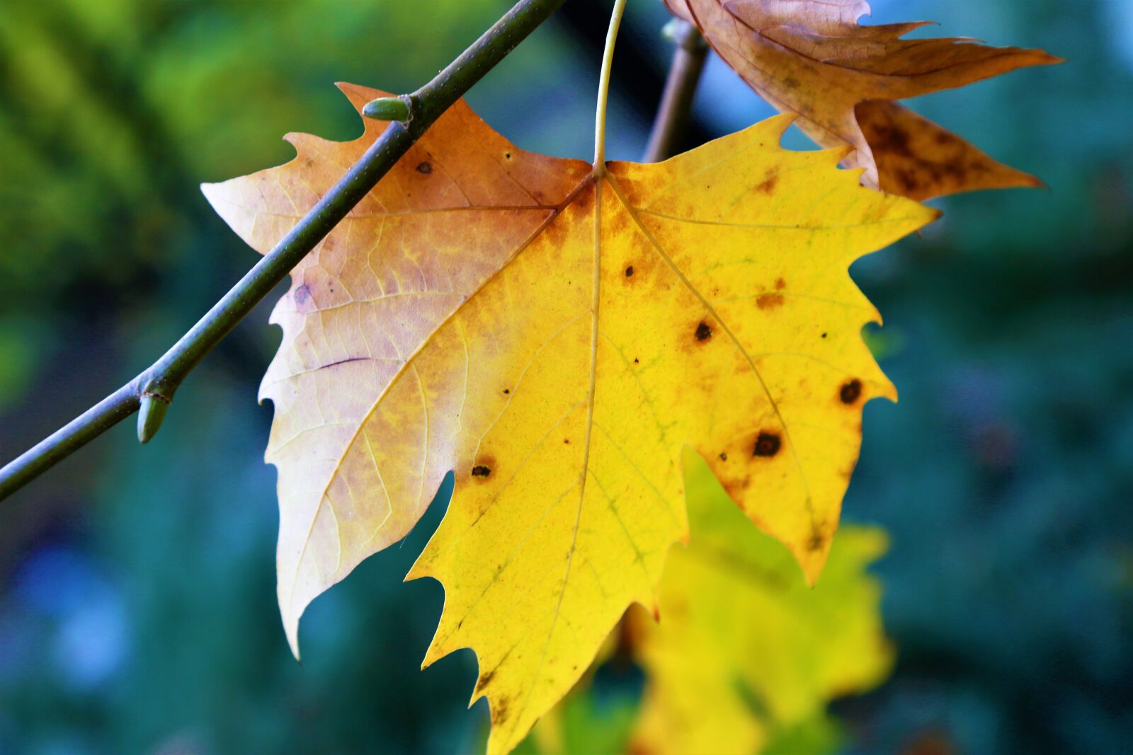 Canon EF 24-105mm F4L IS USM sample photo. Leaves, autumn, color photography