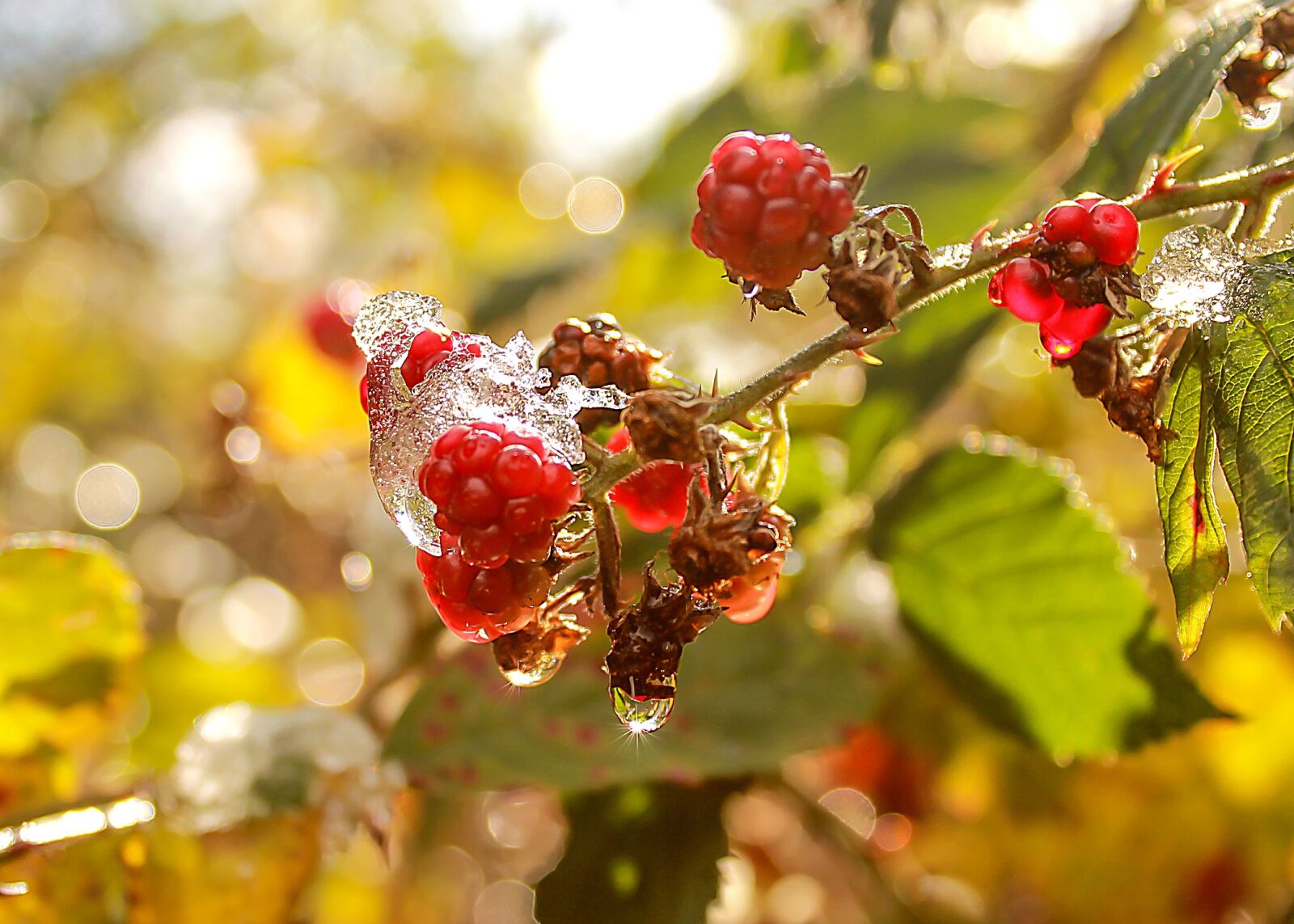 Canon EOS 1100D (EOS Rebel T3 / EOS Kiss X50) sample photo. Blackberry, autumn, ice photography