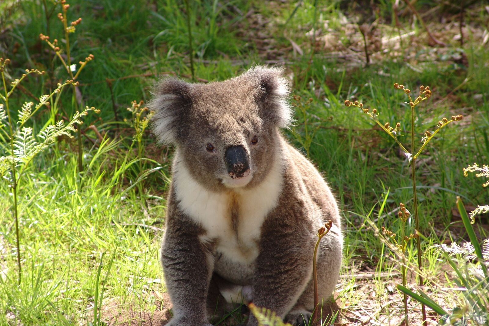 Sony DSC-F828 sample photo. Koala, australia, marsupial photography
