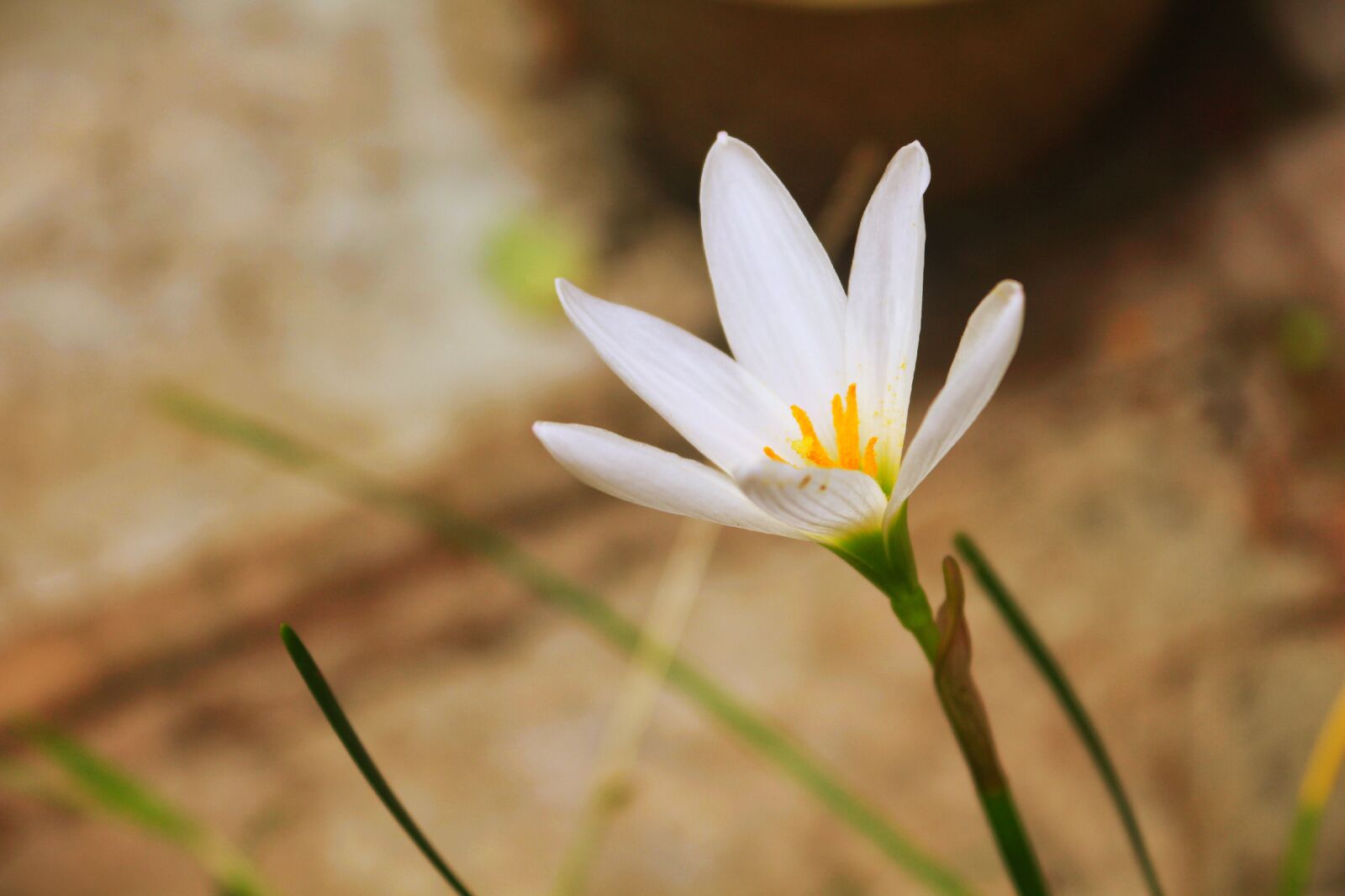 Canon EOS 700D (EOS Rebel T5i / EOS Kiss X7i) sample photo. Free image, india, rohitimage5 photography