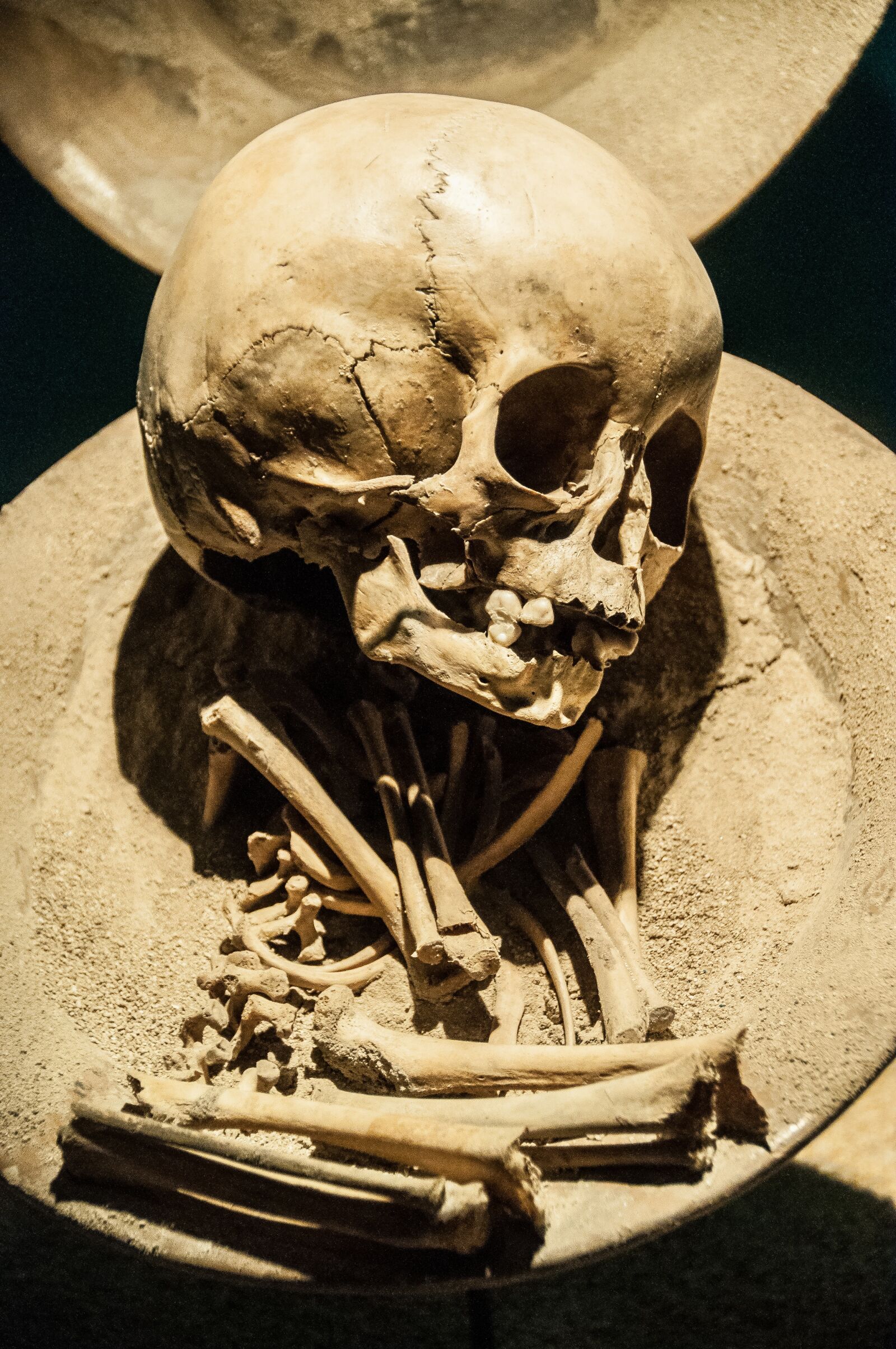 Nikon D5000 sample photo. Skeleton, skull museum, bones photography