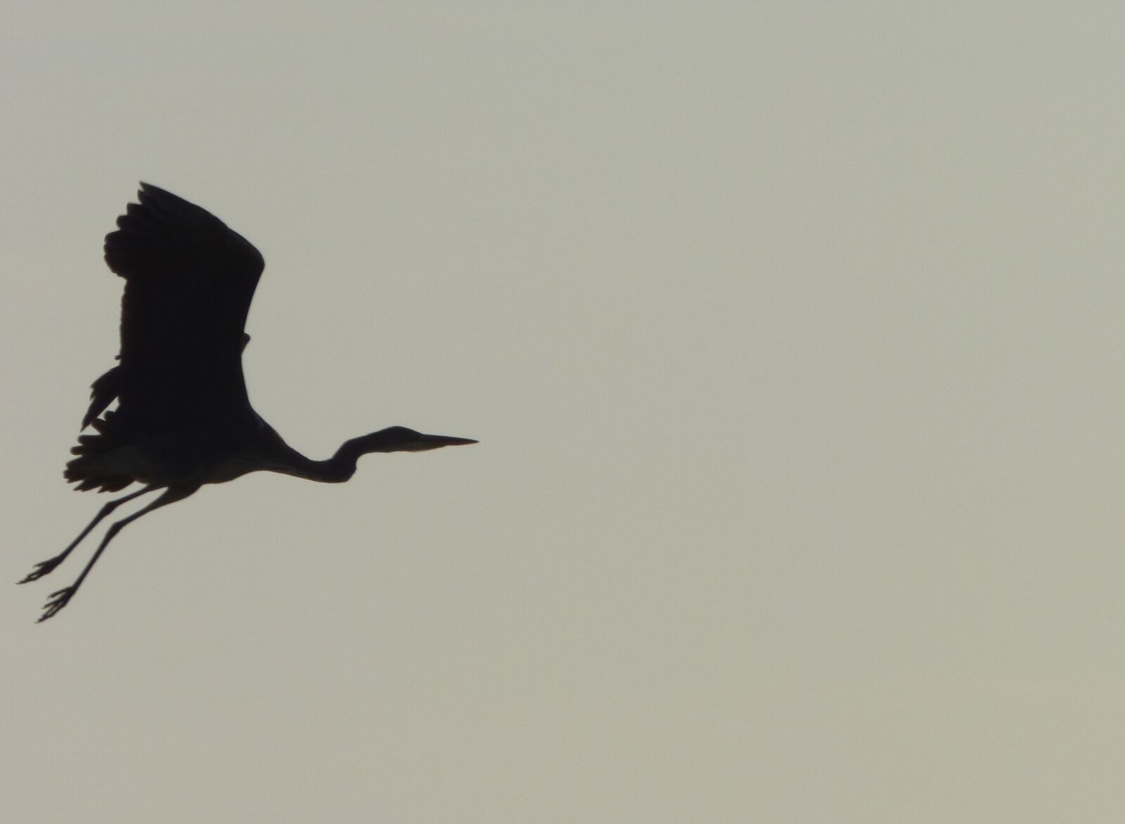 Panasonic DMC-FZ72 sample photo. Bird, heron, pen photography
