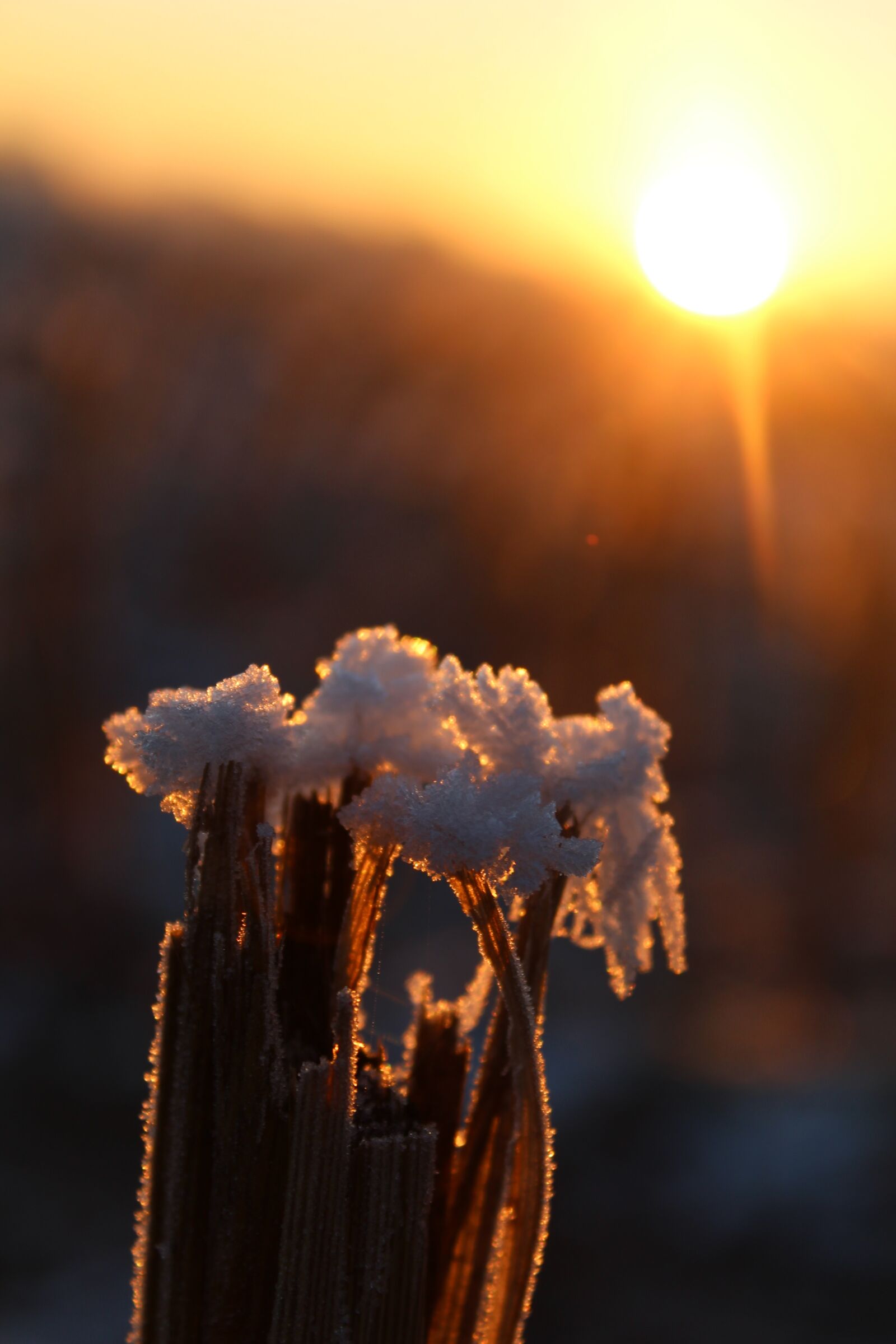 Canon EOS 1200D (EOS Rebel T5 / EOS Kiss X70 / EOS Hi) sample photo. Eiskristalle, snow, frost photography