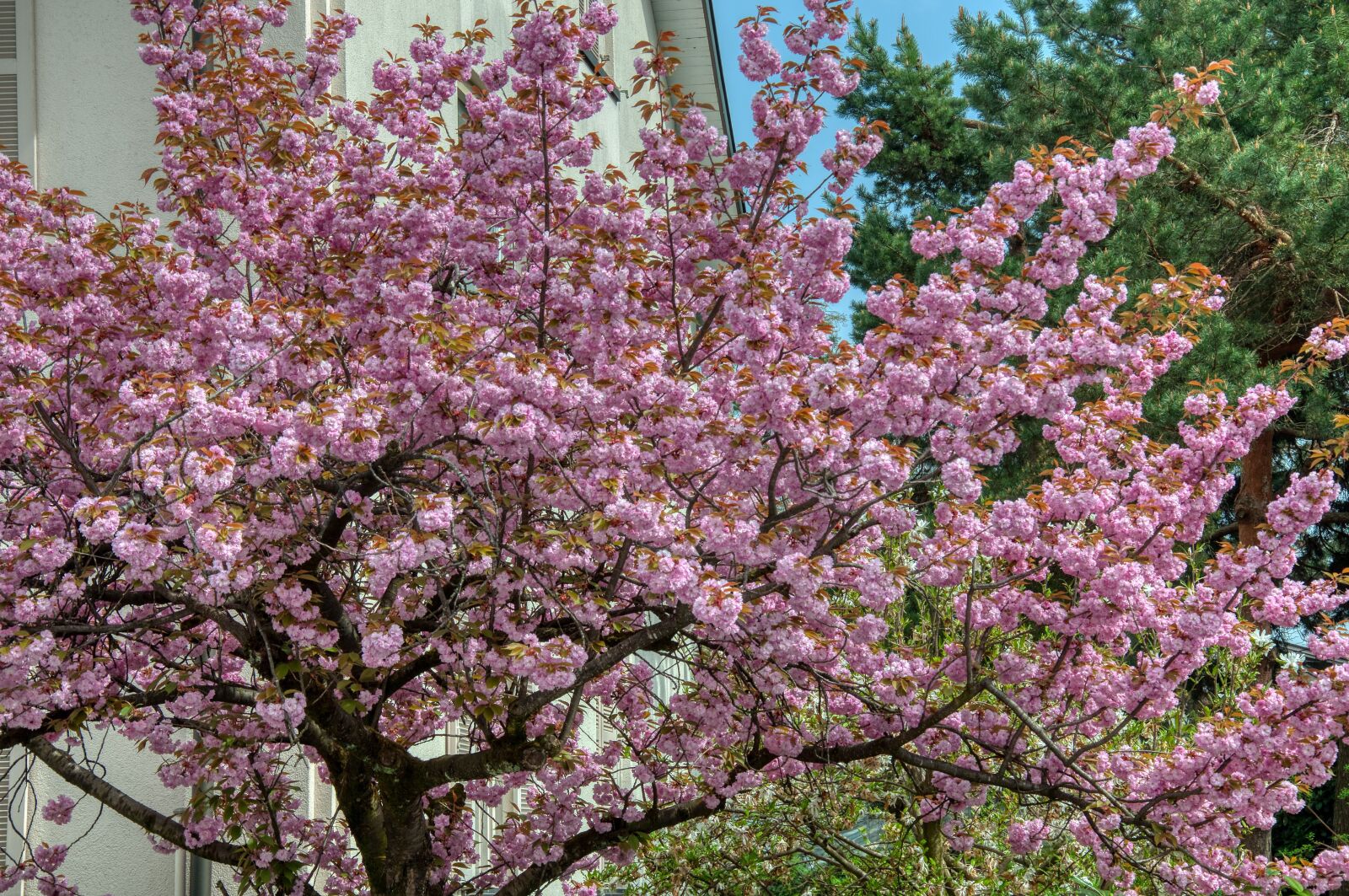 Nikon D5000 sample photo. Japanese cherry blossom, tree photography