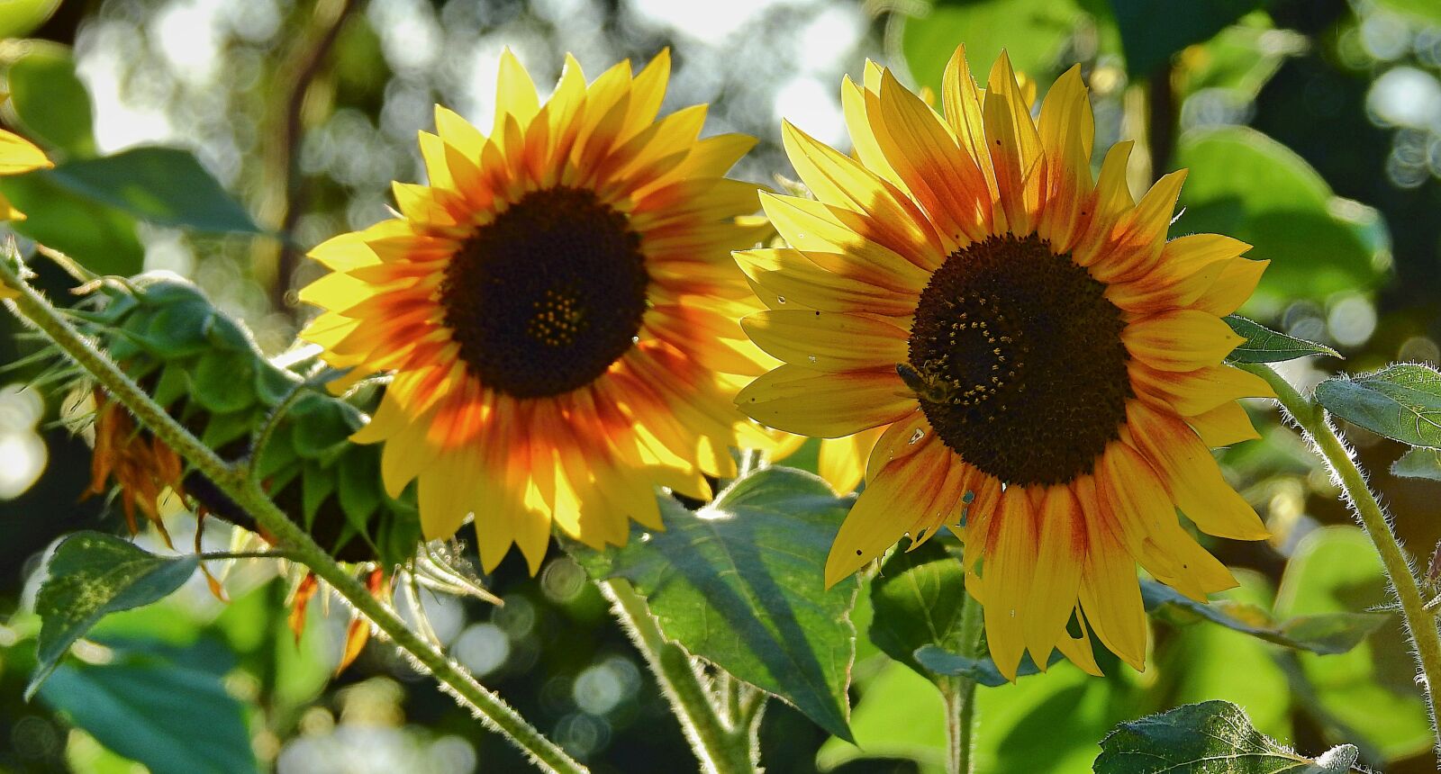 Nikon Coolpix P900 sample photo. Sunflowers, flowers, beauty photography