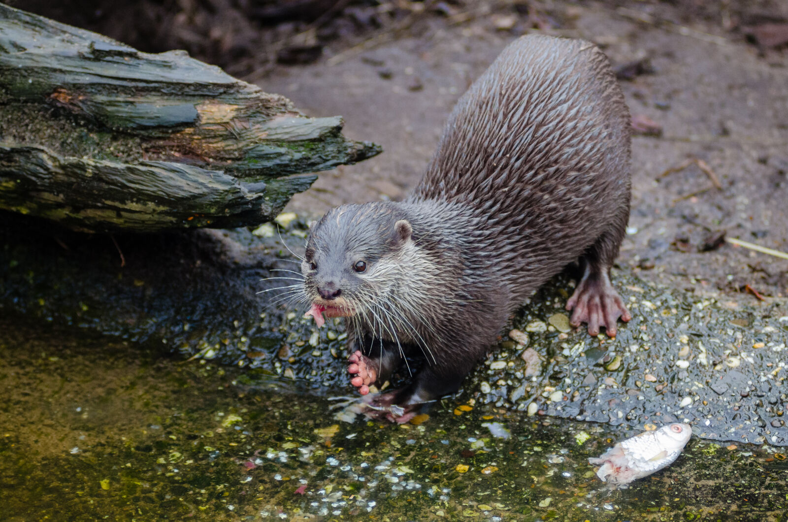 AF Zoom-Nikkor 80-200mm f/2.8 ED sample photo. Black, and, gray, rodent photography