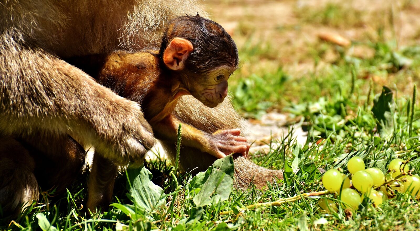 Nikon D7200 sample photo. Ape, baby monkey, grapes photography