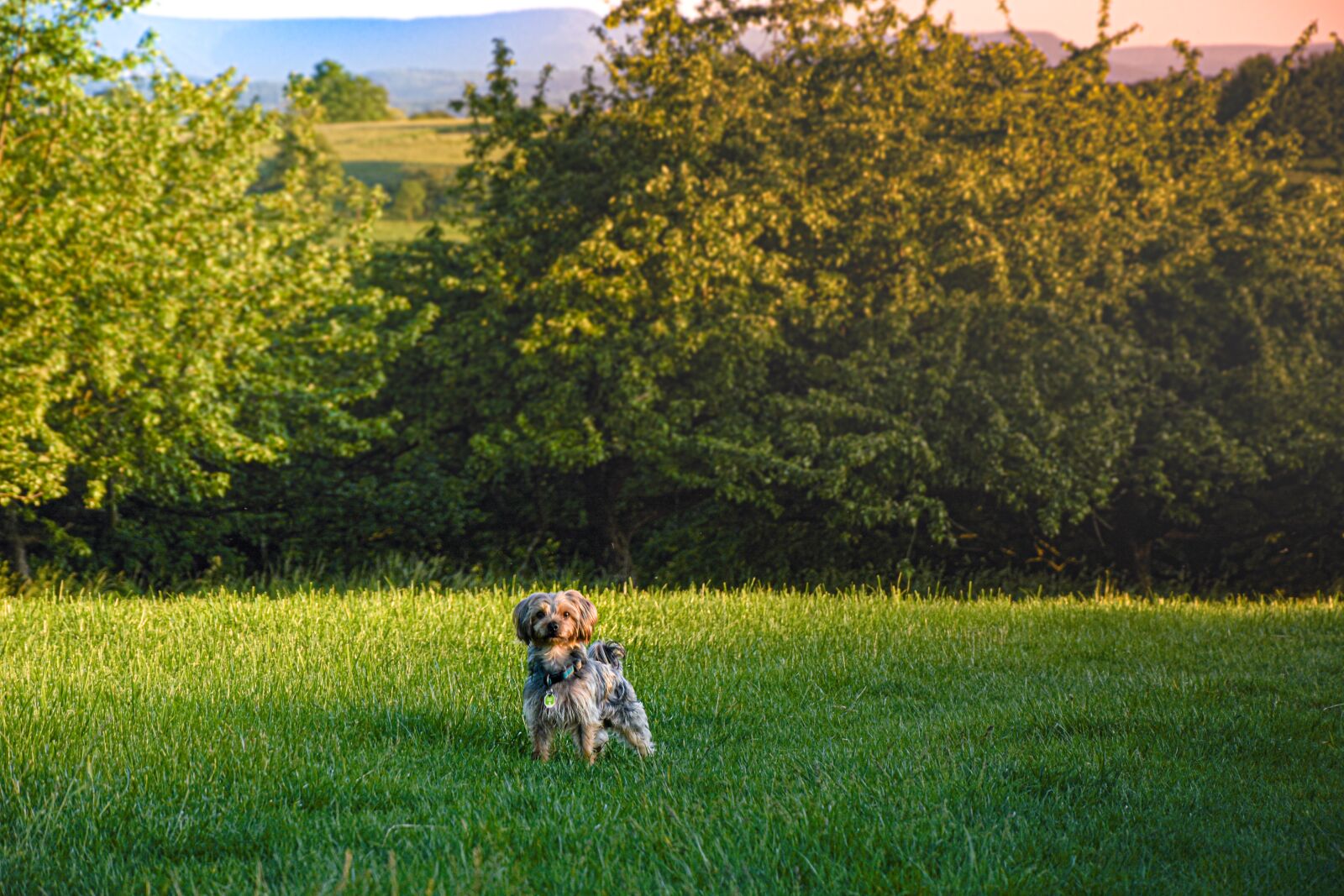 Nikon D7200 sample photo. Dog, meadow, terrier photography