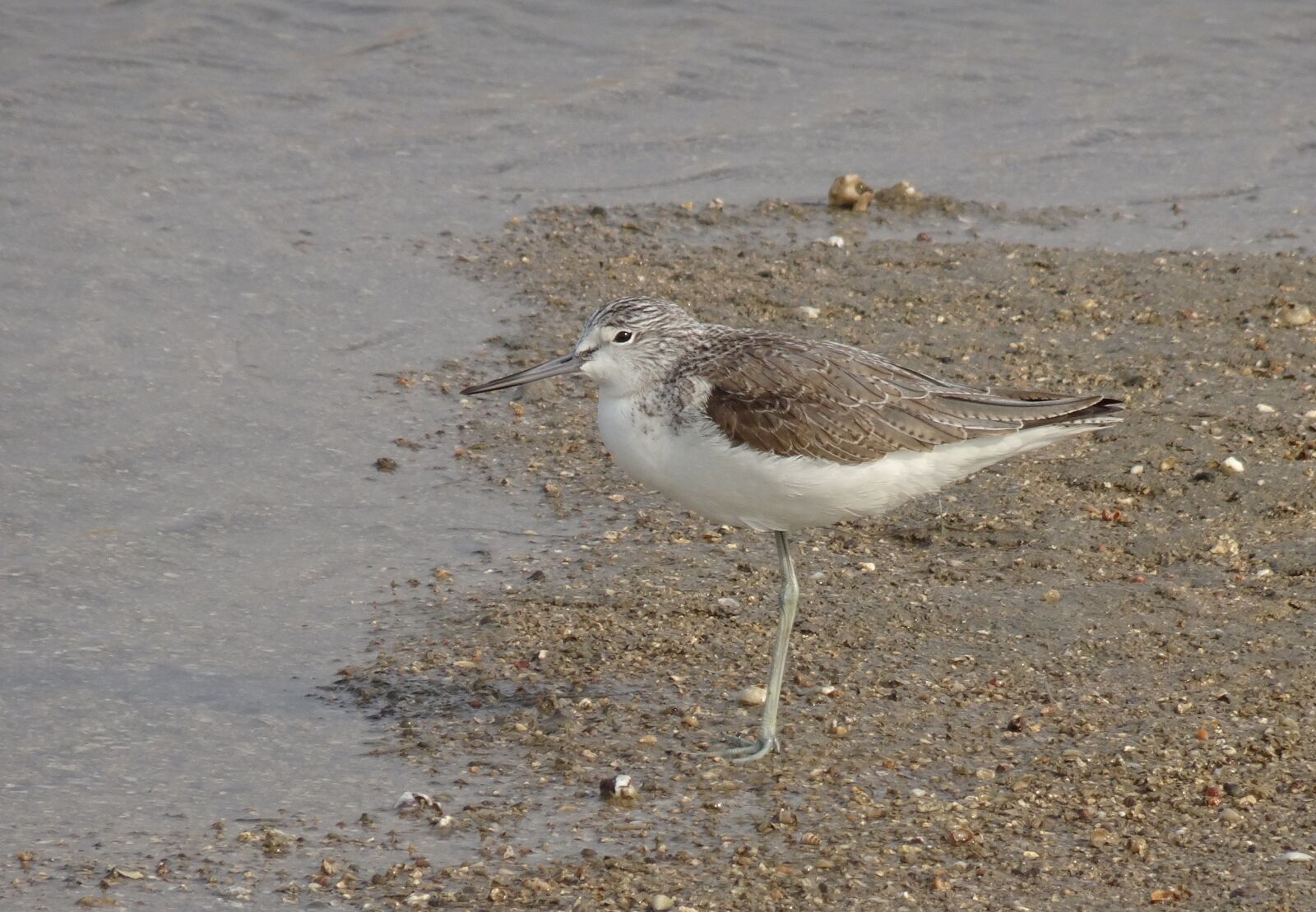 Sony Cyber-shot DSC-HX90V sample photo. Common greenshank, tringa nebularia photography