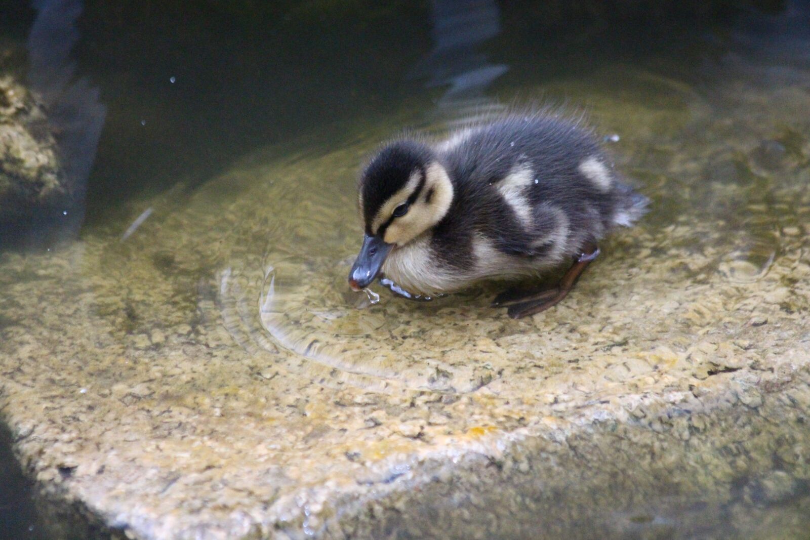 Canon EOS 650D (EOS Rebel T4i / EOS Kiss X6i) sample photo. Duckling, duckling duck, birds photography