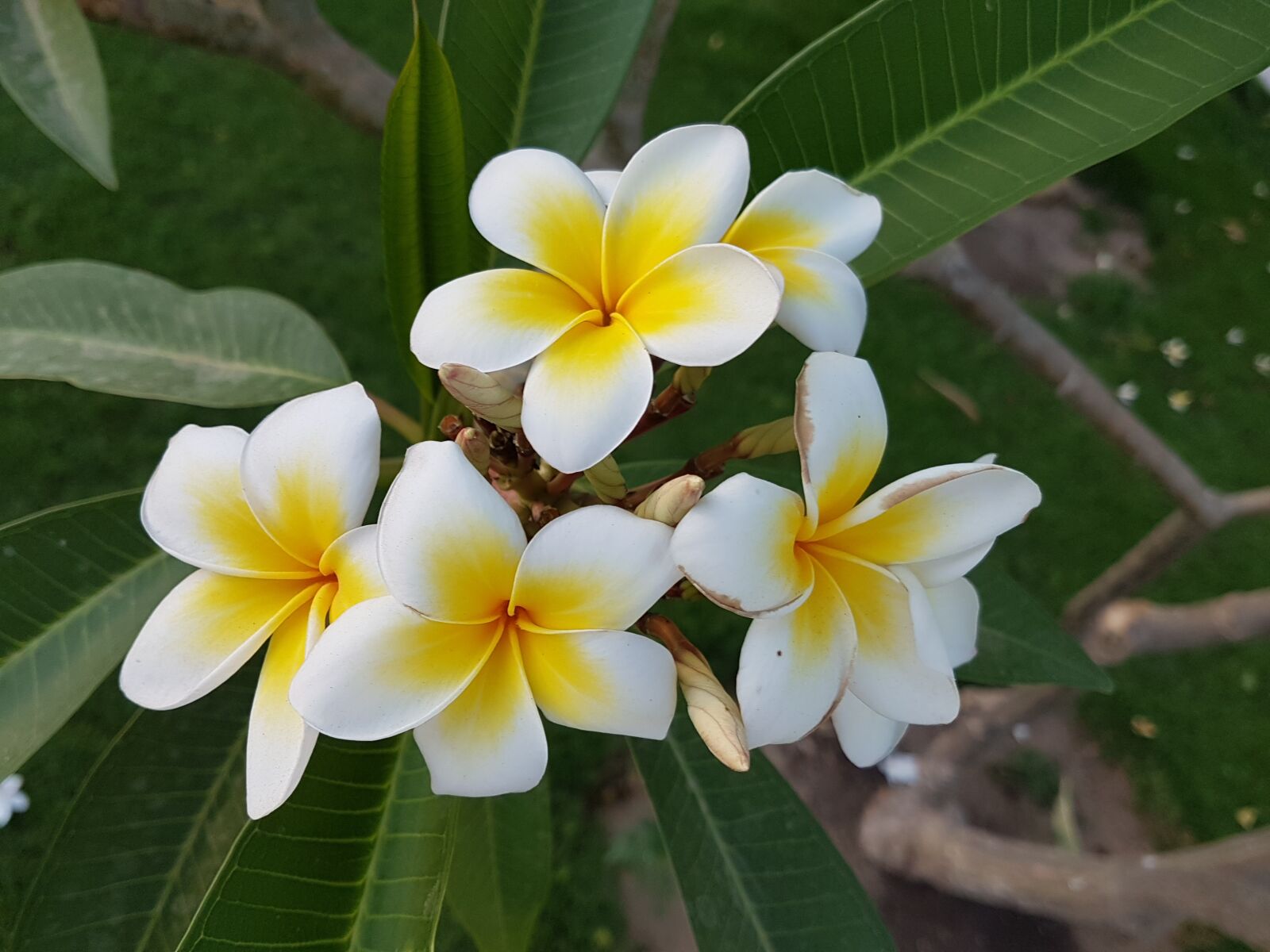 Samsung Galaxy S7 sample photo. Tropical, plant, frangipani photography
