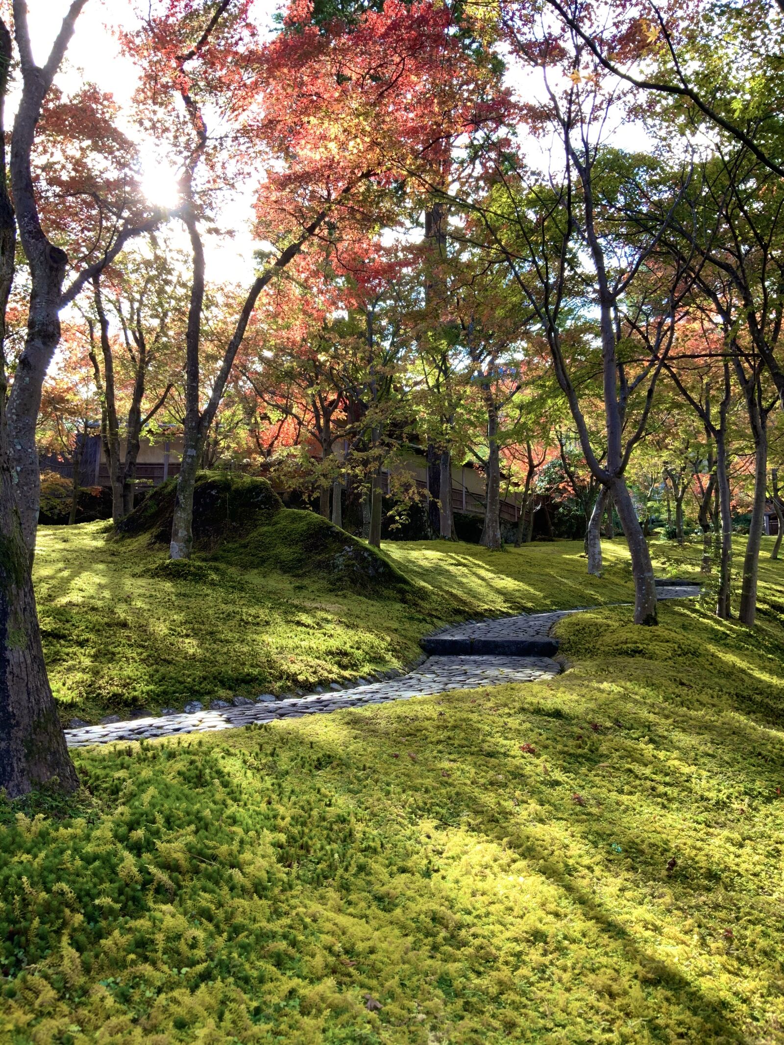 iPad Pro (11-inch) back camera 3mm f/1.8 sample photo. Hakone, autumn, japan photography