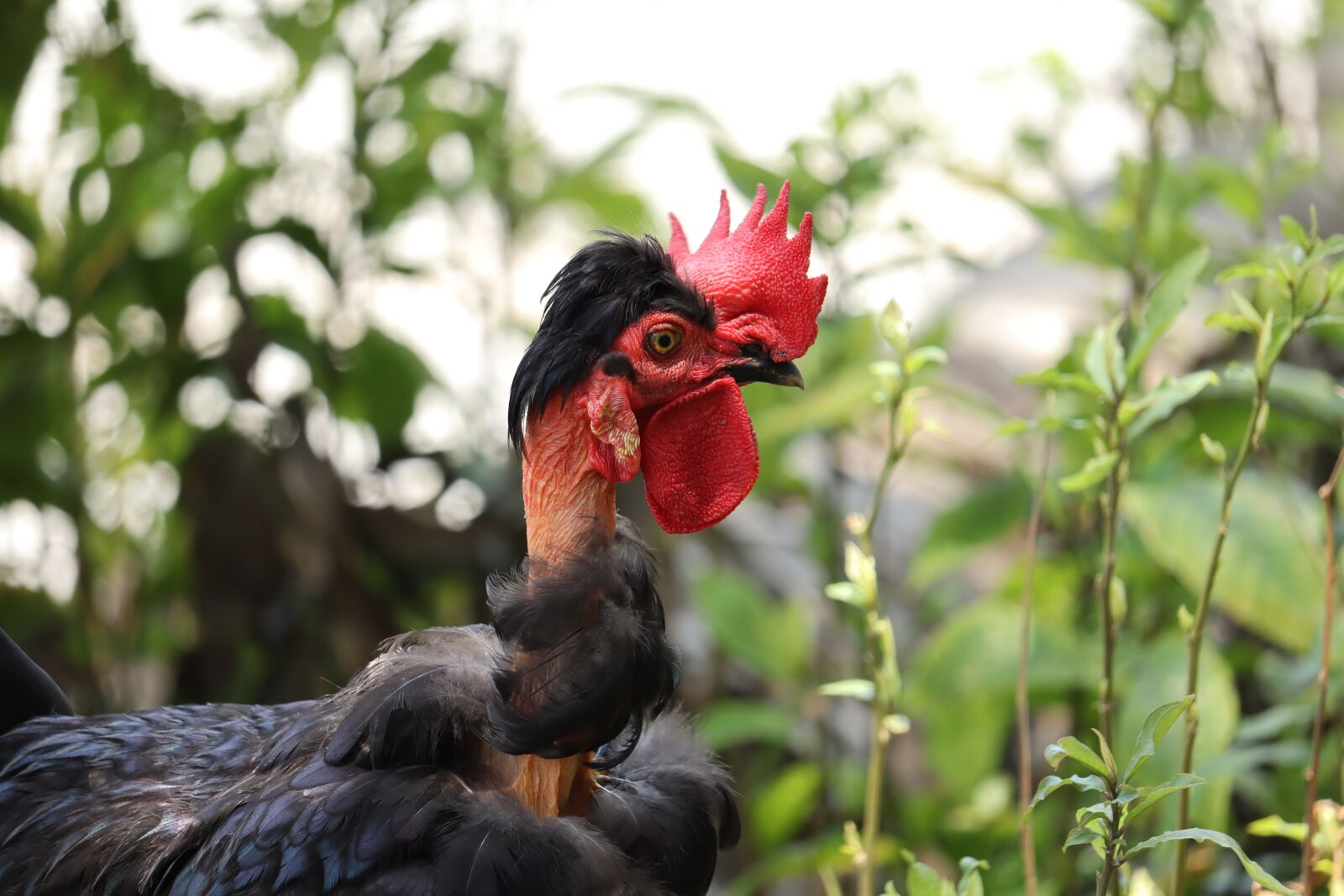 Canon EOS 250D (EOS Rebel SL3 / EOS Kiss X10 / EOS 200D II) sample photo. Kerala, hen, male photography